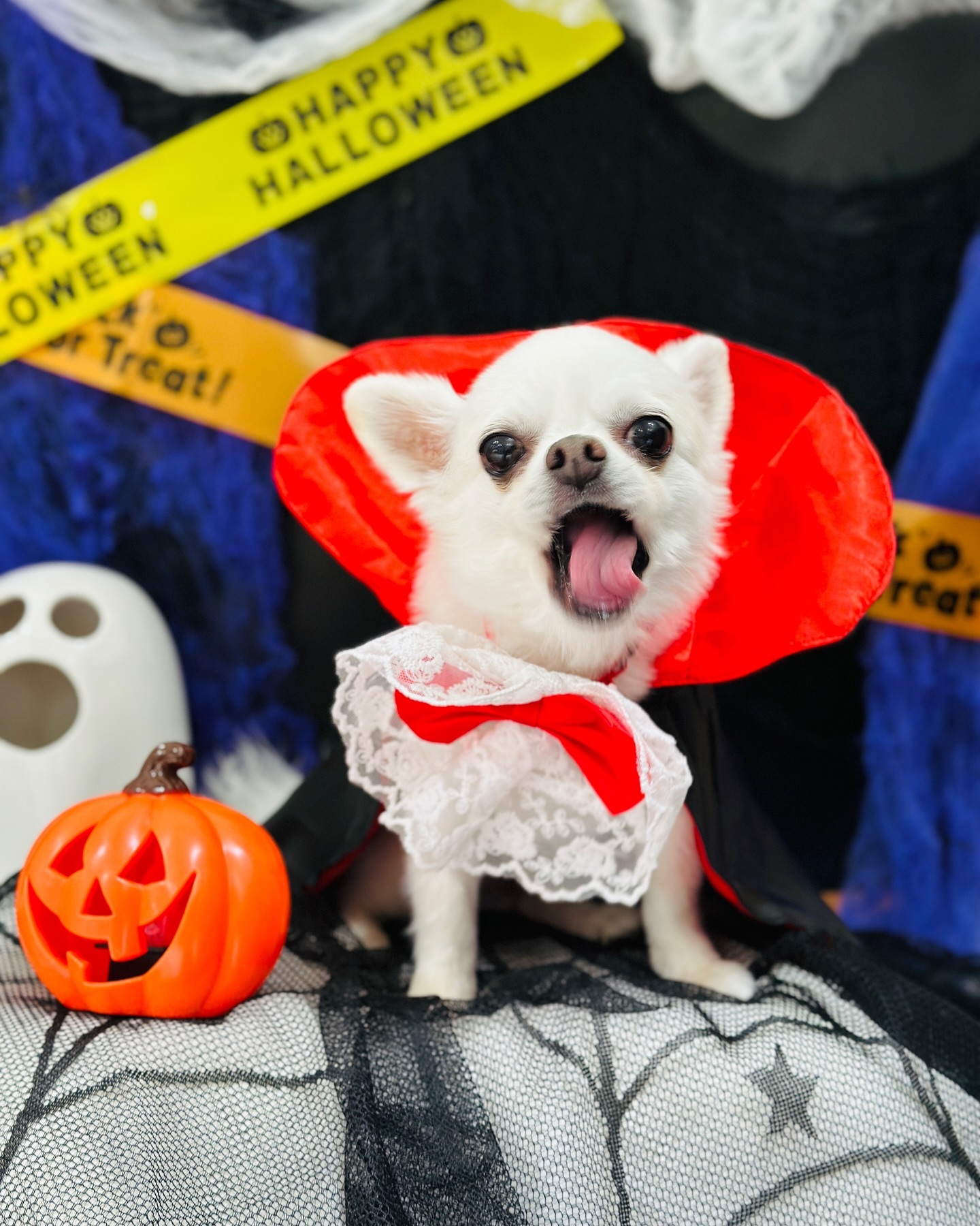 한개도 안무서운 
울애기들 할로윈 🎃🎃