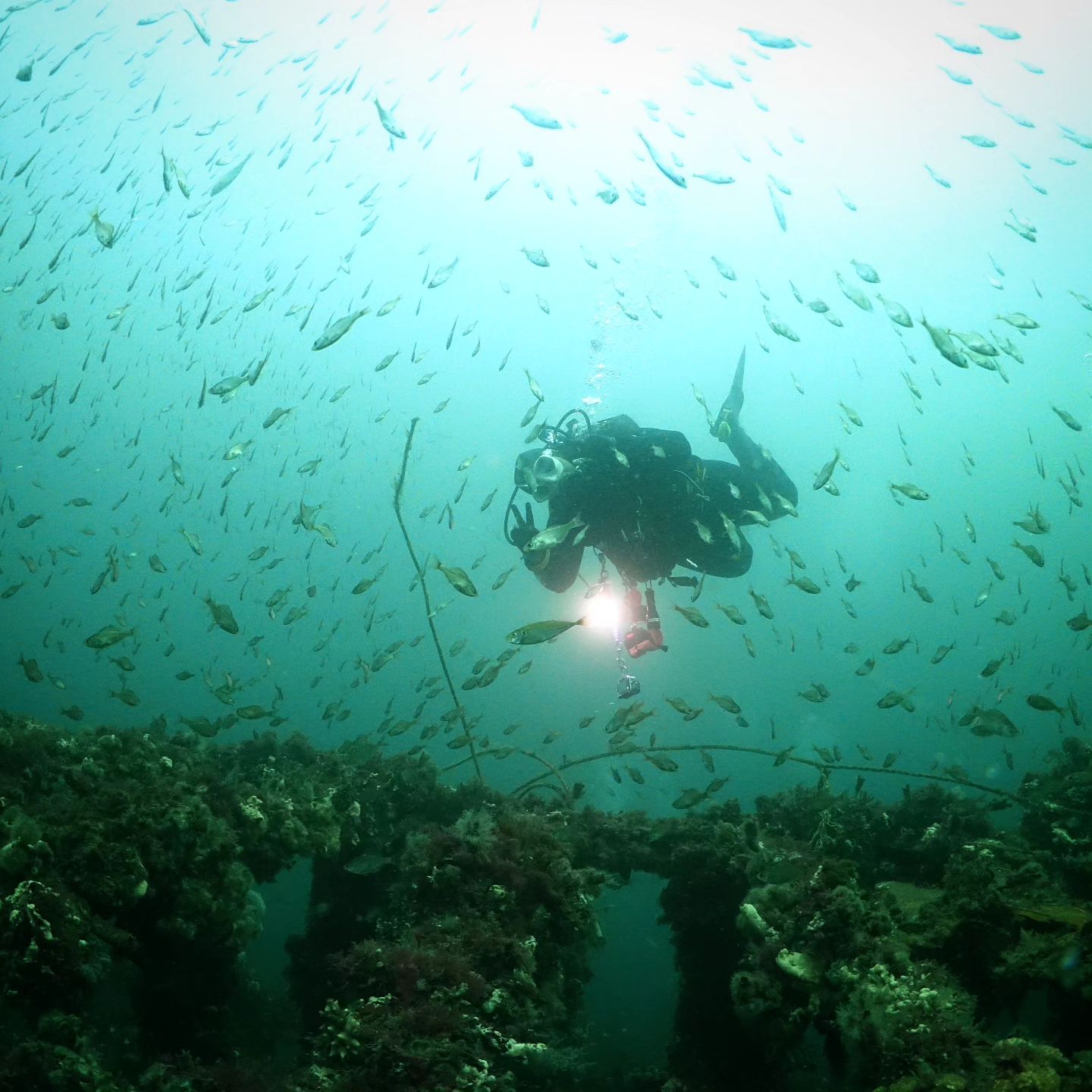 SCUBA DIVING 💜🤗