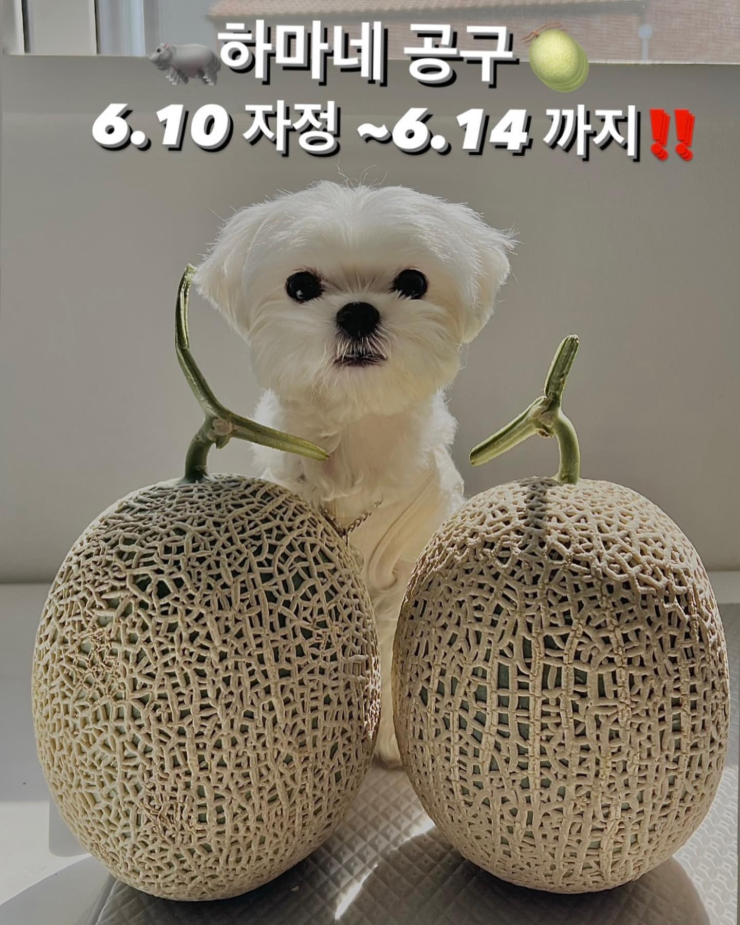 하마네 공구 첫 진행합니다❤️

진행기간은 6월 10일 자정~6월14일 까지 진행됩니다💚

하마가 처음 진행할 공구 제품은 멜론이에요🍈

강아지들에게 멜론이 아주 좋다는 사실 아셨나요??

강아지들에게 멜론은 베타카로틴과 칼륨 등 여름철 더운강아지 들에게 진정효과를 주는 영양소 그외에도 각종비타민,엽산 등 영양소가 풍부한 과일이에요‼️ 또한 멜론에 들어있는 펙틴 이라는 식이섬유는 장건강에도 도움을 줍니다🌱

제가 가져온 멜론은 최신 비파괴당도 측정장치를 통해 무게,당도,숙도 기준으로 선별한 프리미엄 멜론이라 하마나 강쥐들에게 안심하고 먹였어요‼️

그리고 무엇보다 멜론에 자부심이 있으신것 같아서 믿고 진행했어요🌱

얼려먹어도 맛있고 달아서 더 맛있는 멜론‼️

하마랑 같이 먹어요❤️

구매 원하시는 분들은 6월 10일 12시부터 프로필 링크 타고 들어와주세요💕

썬프룻🍈 naturefruit___ 

#공구#공동구매#썬프룻#멜론#고당도멜론