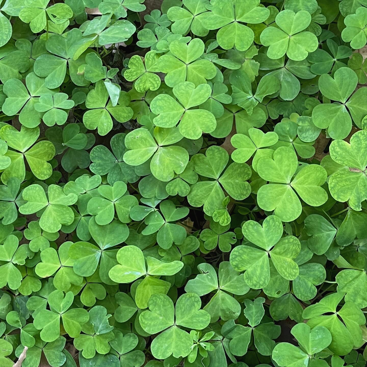 초록을 거머쥐어쓰!!☘️🌱🌿