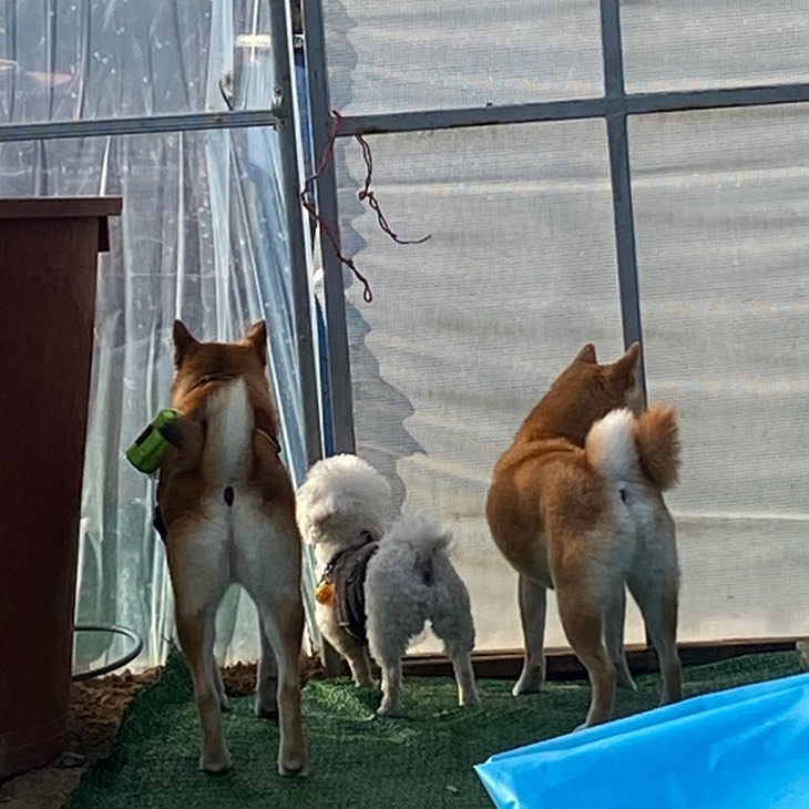 좌시바 🐶 우시바 🐶
시바 오빠들 있으면 그 누구도 무섭지않지😎
