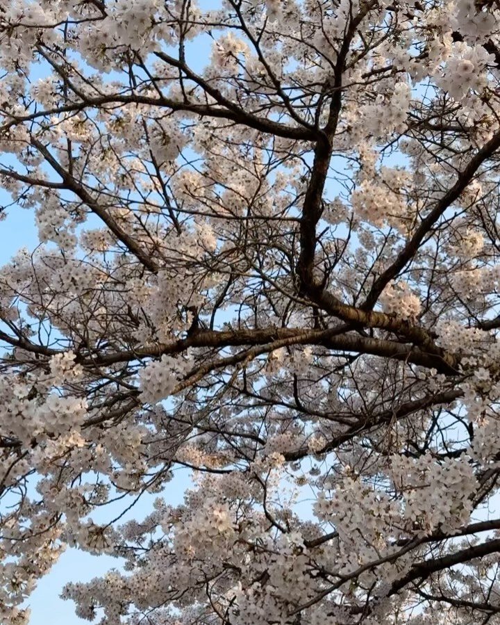콘텐츠