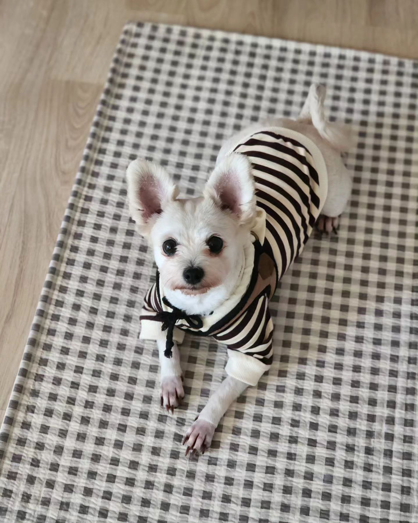 ⠀
⠀
⠀
⠀
⠀
🐶 산책가까?? 🤎
⠀
⠀
⠀
나도 늙었나봐 ㅠㅠ
블로그도 안하고 인스타도 안하고 새로 찍은 사진 장수가 확연히 줄어 간다... ㅋㅋㅋㅋㅋ 찍은거라곤 쿠키사진뿐...
⠀
⠀
⠀
⠀
#멍팔은선팔 #반려견 #반려견그램 #반려인 #반려인소통 #강아지 #댕댕이 #멍스타그램 #믹스견 #럽스타그램 #애견인 #육아육견 #애견인소통 #집사 #소통 #좋테 #좋반 #소통 #멍팔 #맞팔 #instadaily #daily #follow4follow #likeforlikes #instaphoto #selfie #love #dog #puppy
⠀
⠀
⠀