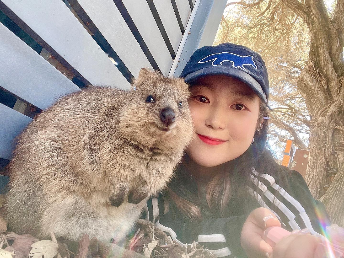 Hi there👋 I’m quokka🙋‍♀️ and u?

Quokka lover’s dream came true..🙈🙊😝
ʕ·ᴥ·ʔ♡〜٩( ˃́▿˂̀ )۶〜♡٩( ᐛ )و 🐻=♥️

.
.
.
#quokka #quokkaselfies #quokkalove #quokkalife 
#쿼카 #귀여워 #quokkasofinstagram #🇦🇺 #austrailia