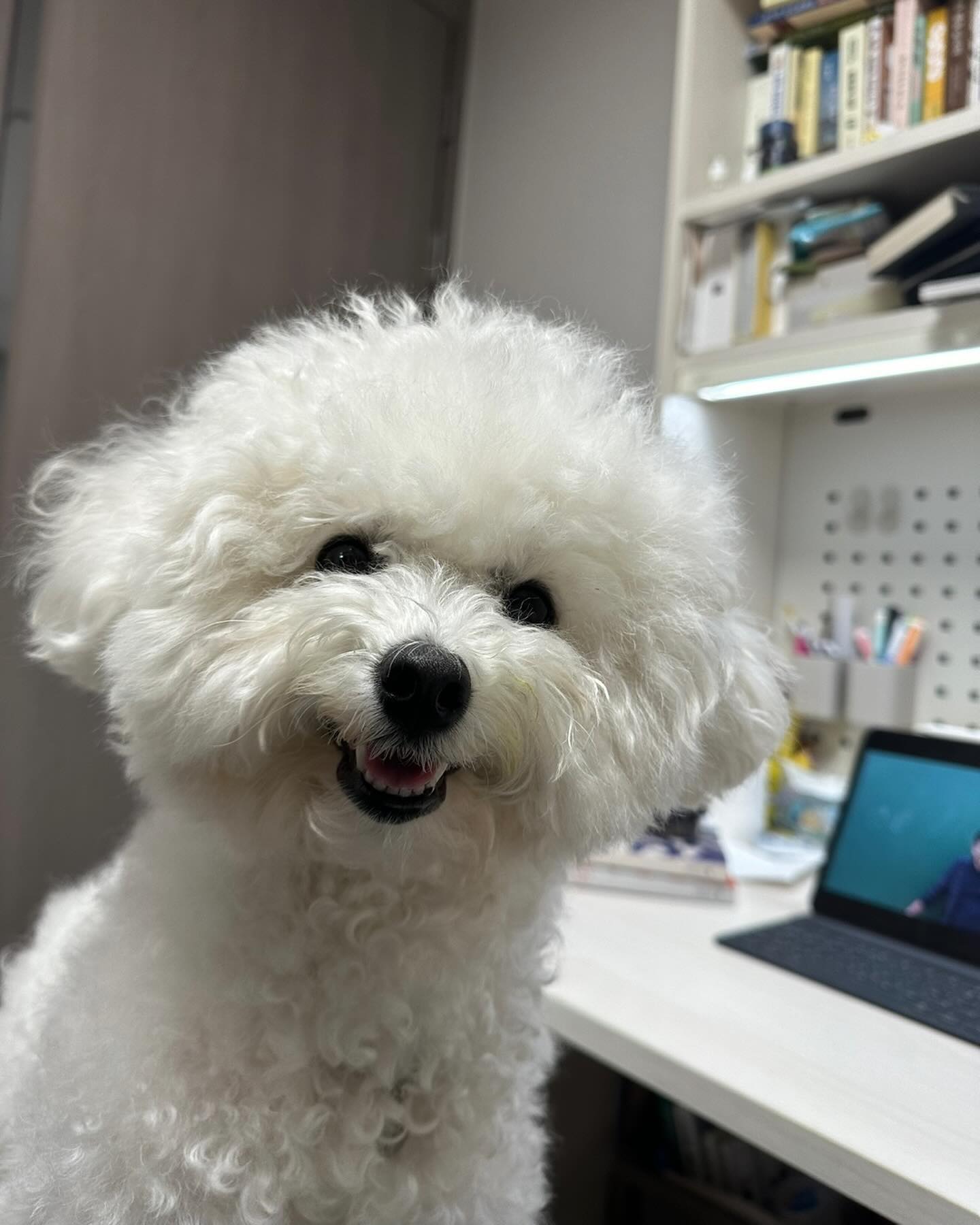안녕하시개 빗질당하고 한껏 인자해진 김앨빈이올시다