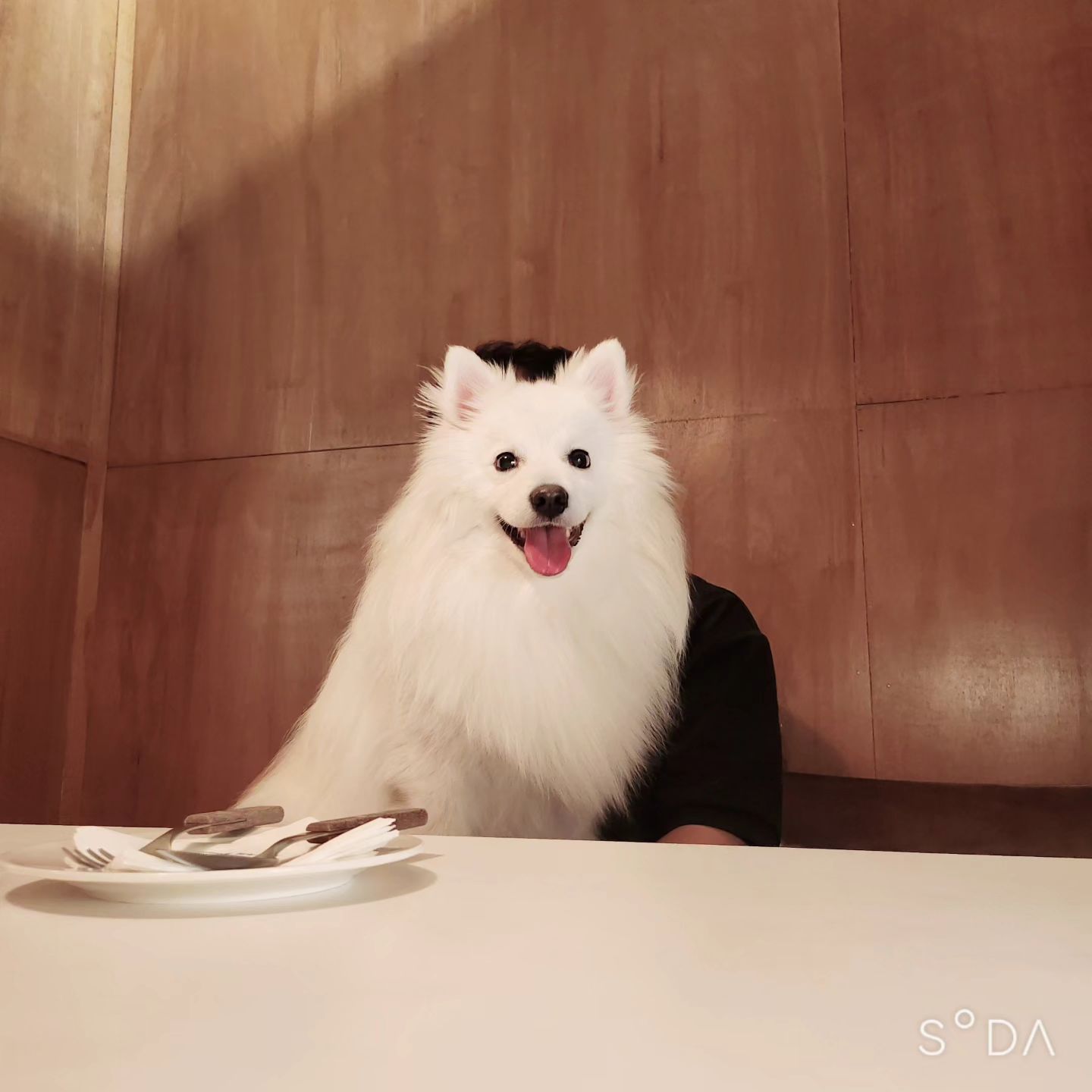 #귀여운내새끼❤️ #강아지동반식당 #다이너세종점 #이탈리아식당