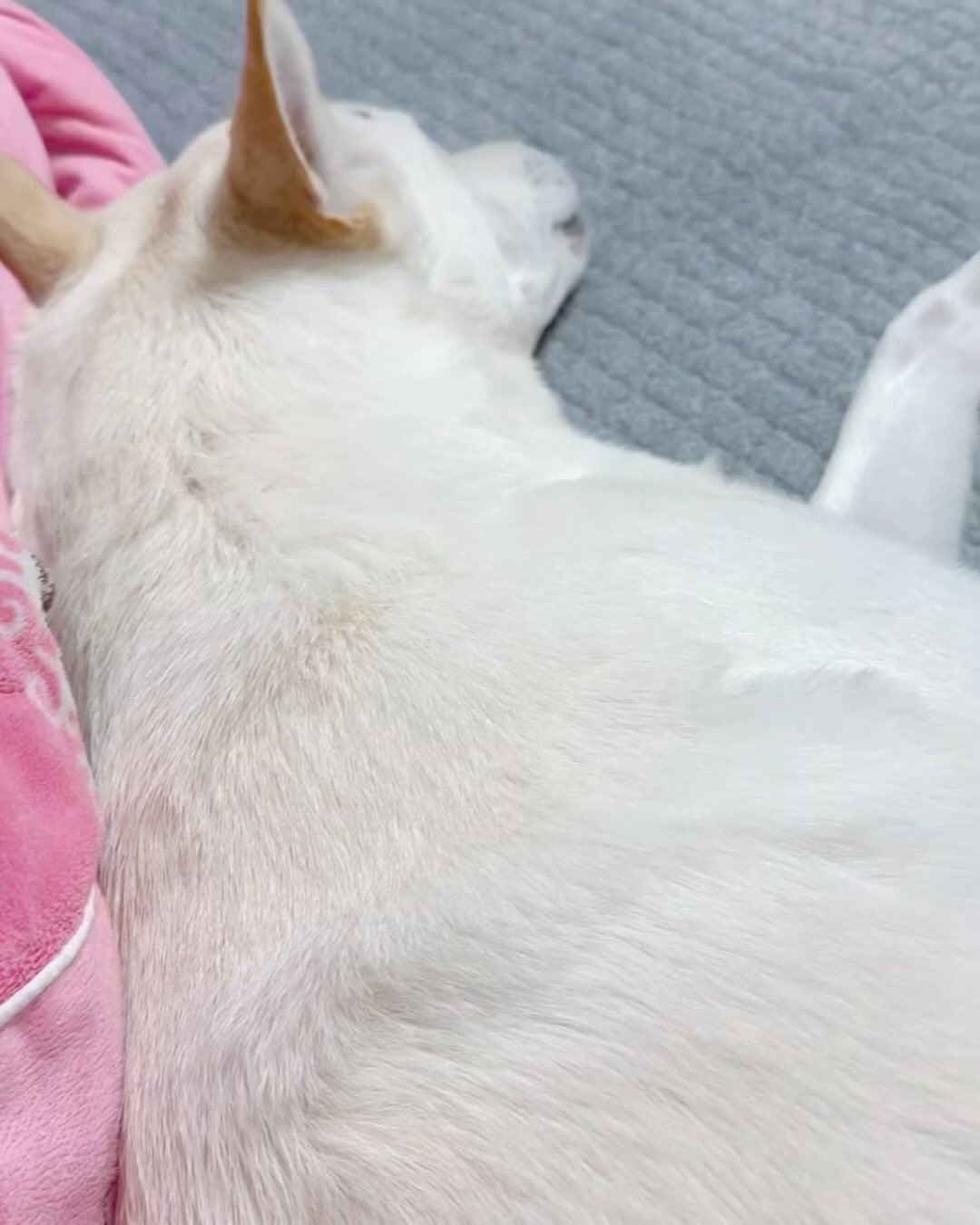 진짜 적당히해 이모야🐶

#김루피 #루피 #인천진도 #진도믹스 #인천진도믹스 #강아지일상 #귀찮아