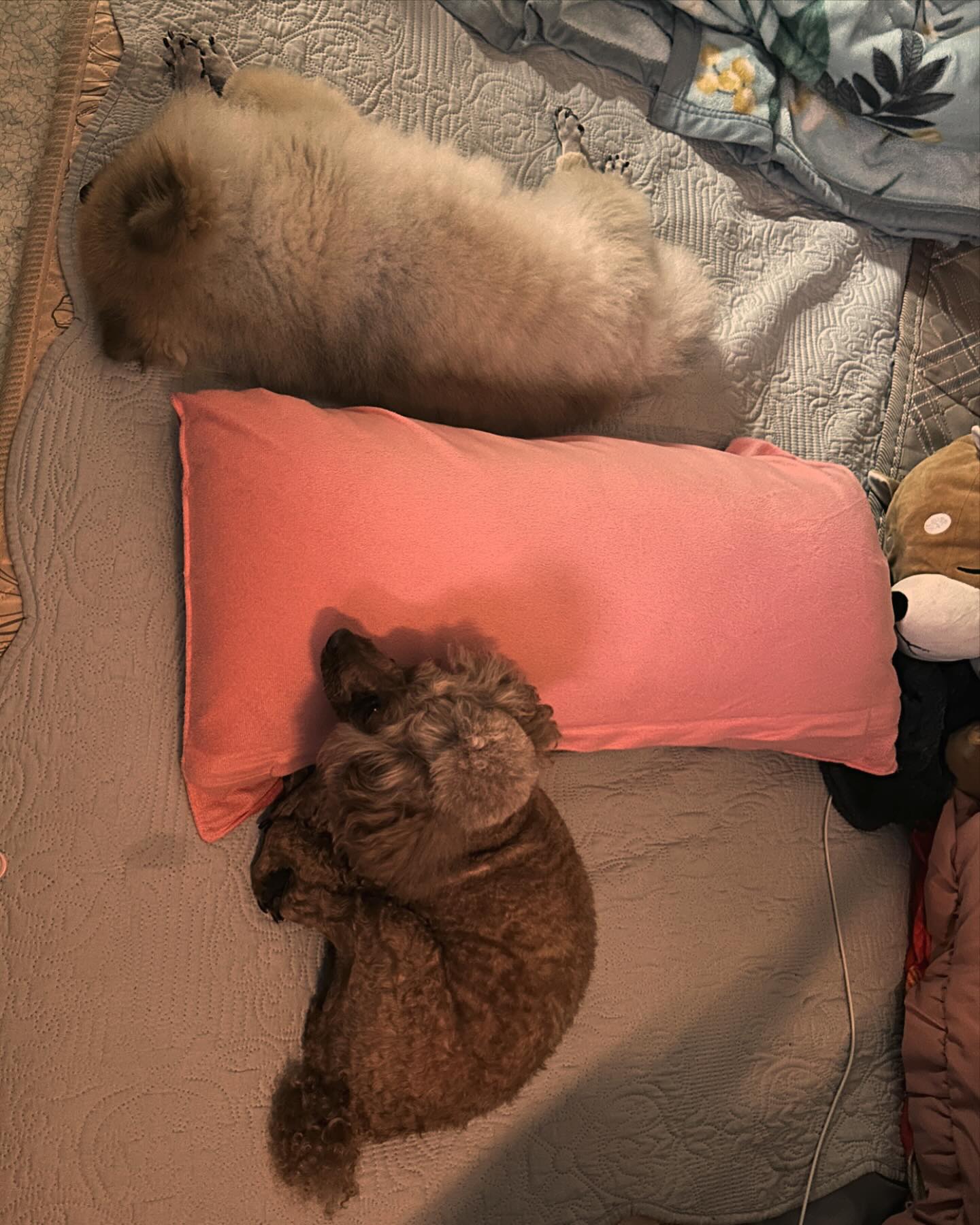 와랄라강쥐들