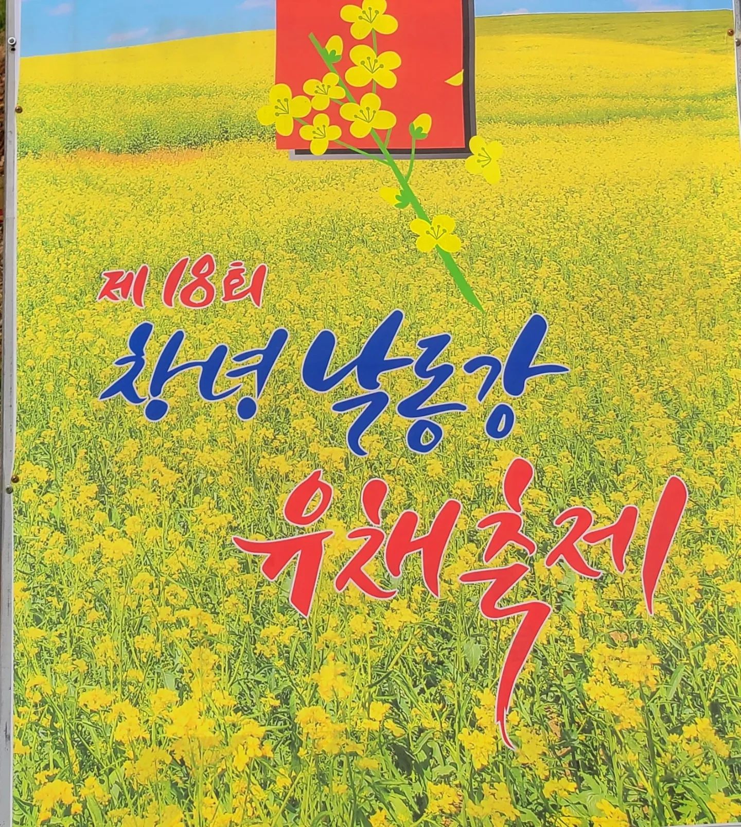 #창녕가볼만한곳 #경남유채꽃
#전국방방곡곡 #구석구석 
#창녕 #남지 #유채꽃밭 에 다녀왔어요
#포토스팟  #여행스타그램 

위치 : 경남 창녕군 남지읍 남지리 835-22
축제 4월 13일 ~ 4월 16일
#창녕낙동강유채축제
주차장은 엄청 넓지만 차량많을수 있어요

유채꽃보러 제주도?  아니죠~
여기 남지 유채꽃밭은 전국 최대라고 해요
강변에 끝도없이 보이는 유채꽃에
벌과 나비와 함께 
향기에 취할수 있으니 주의하시길~~^^

노랑노랑 초록초록~ 
거기에 튤립까지~~
 
하루종일 봄봄 할 수 있는~
창녕 남지 유채꽃밭이었습니다
