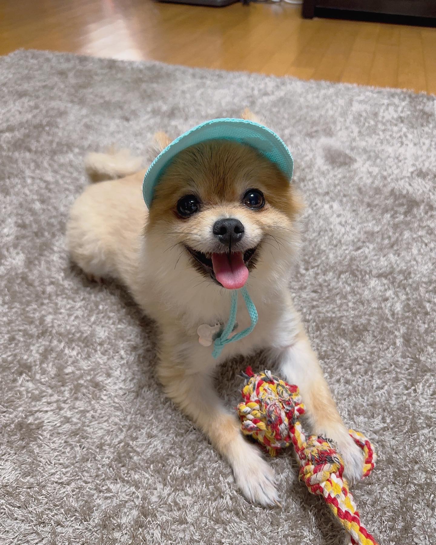 엄마가 여름맞이 썬캡 사줬개💙
기분 캡숑이개🐶