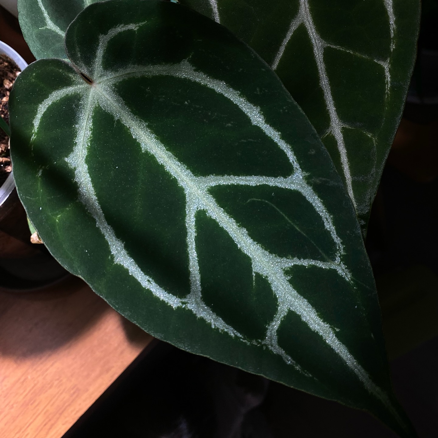 다크폼이라
다크다크다크다크다크다크다크 하네 😂😂
ㅋㅋㅋㅋㅋ이쁘넹 🩶이뿨 ㅋㅋ

#안그리움
#Anthurium
#anthuriumcristalinum 
#다크폼