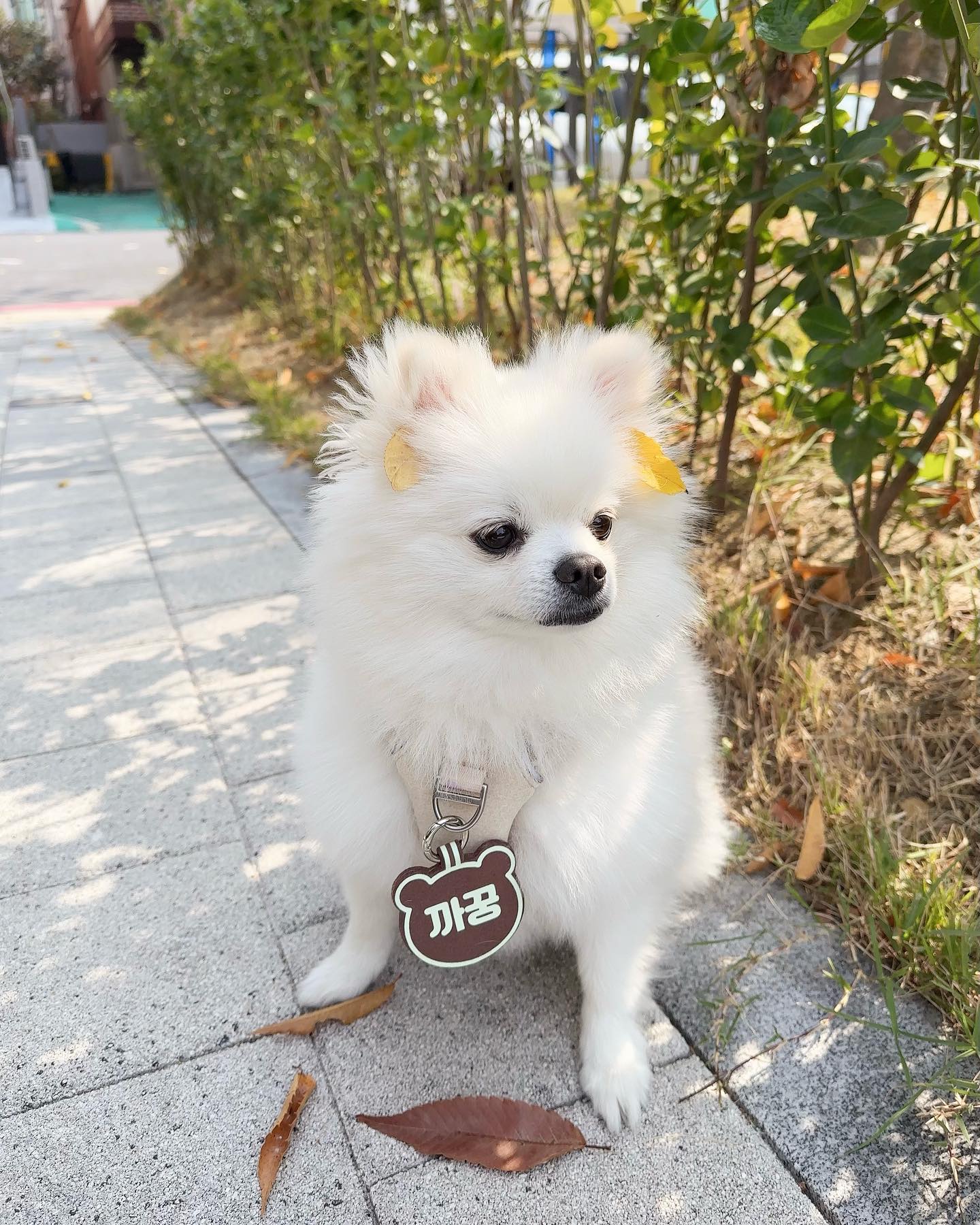 나뭇잎 했다고 사진찍기 싫은거 졸 티냄ㅋ🍃🍂
싫은데 어쩔티비

#사진이고뭐고
#머리위에뭐있다구요