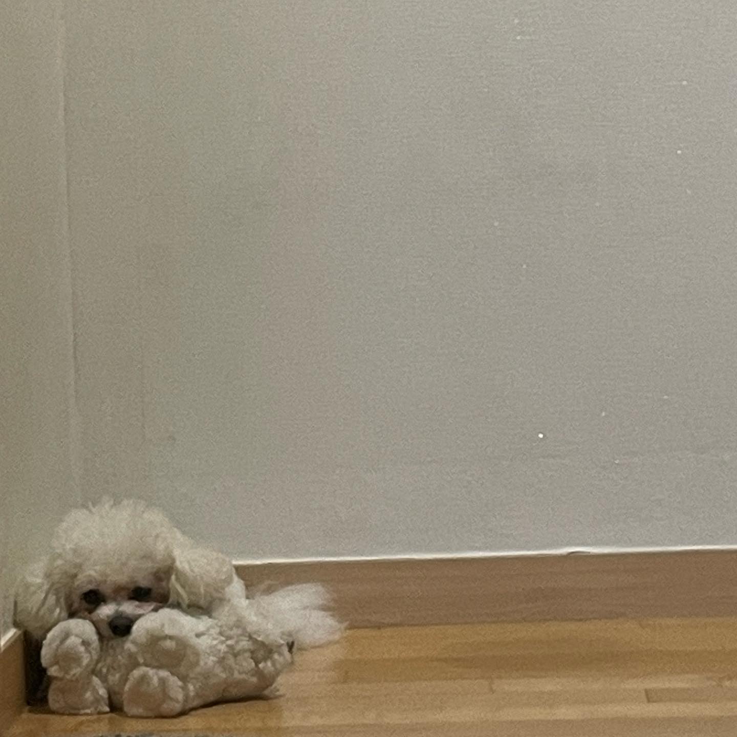강아지 인형 베고 자는 강아지 진주🐶
댕칭구들도 잘자요 ❤️