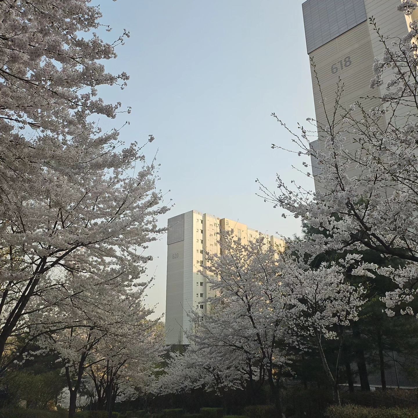 #봄#석촌호수벚꽃#벚꽃축제#사람바글바글#벚꽃예쁘다