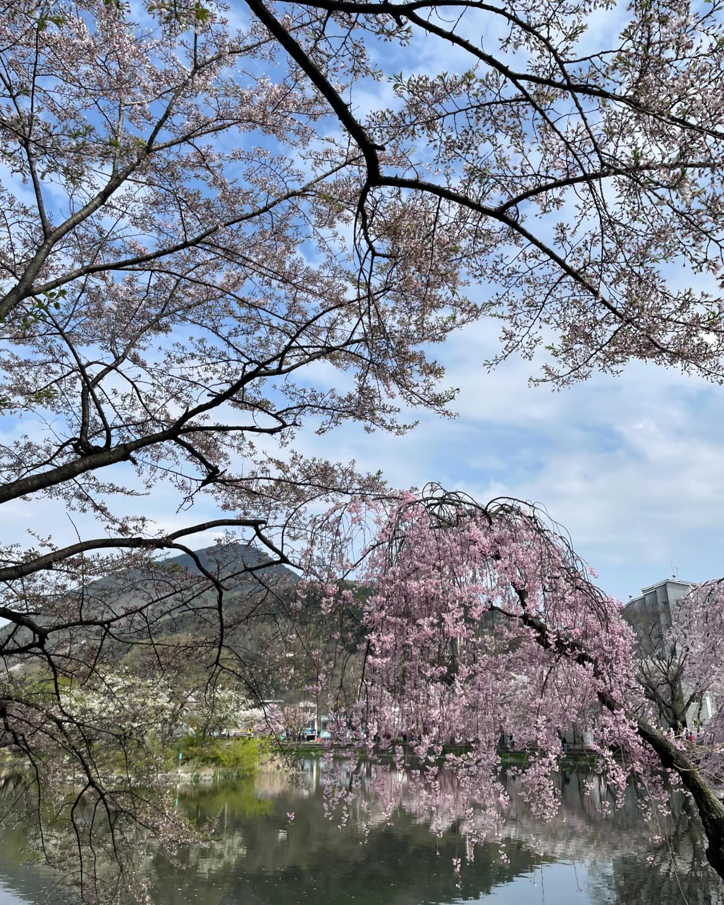봄이 좋다🩷
좋은사람들과 이쁜거 보며 힐링✨