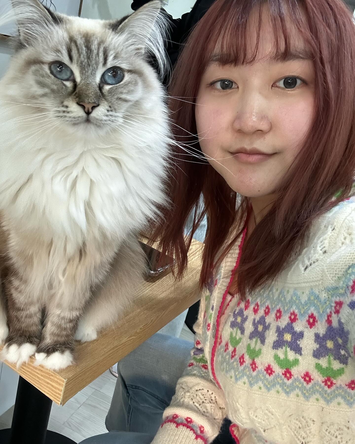 랙돌이 세상을 구한다