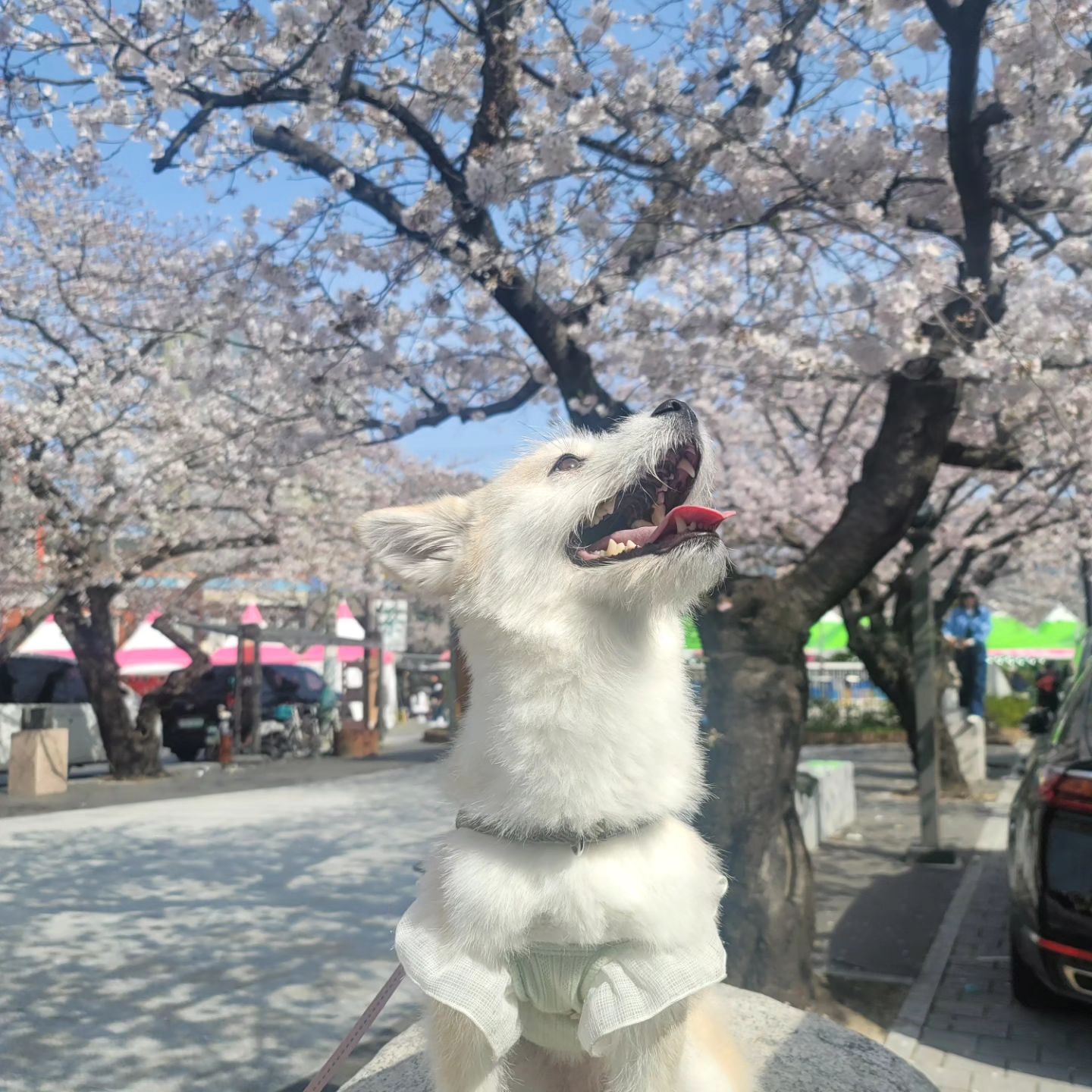 벚꽃은 역시 진해♡