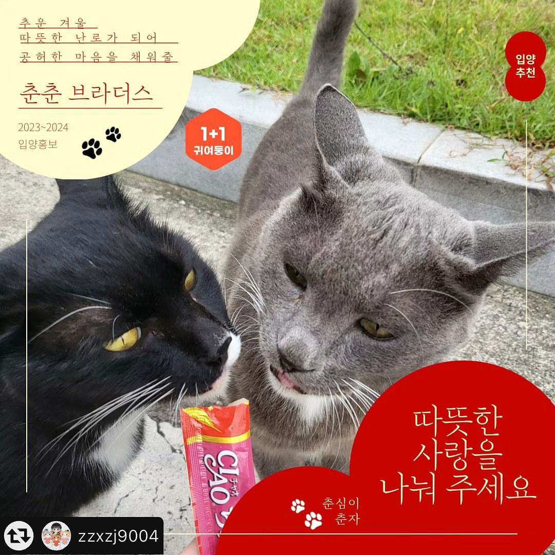 춘춘브라더스 집사님 어디계신가요~~
#리그램 - zzxzj9004 by get_multi_repost
춘춘 브라더스 입양홍보‼️
우리 춘춘이들 평생 엄빠 만나게 리그램 부탁드려요 🙏🙏🙏

#길고양이급식소#길냥이#입양홍보#사지말고입양하세요#입양#고양이