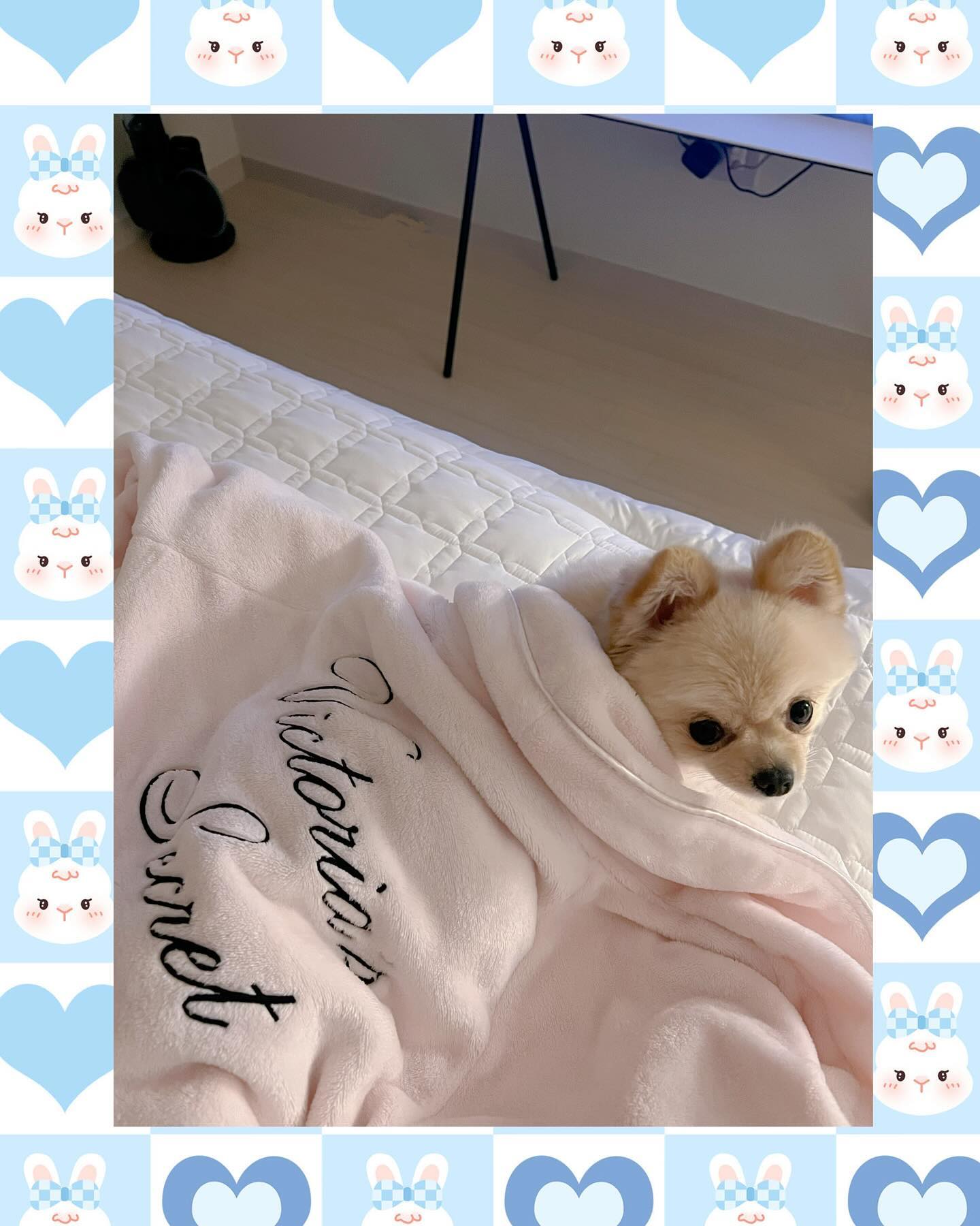 빵이로 다꾸하깅 _~♥**