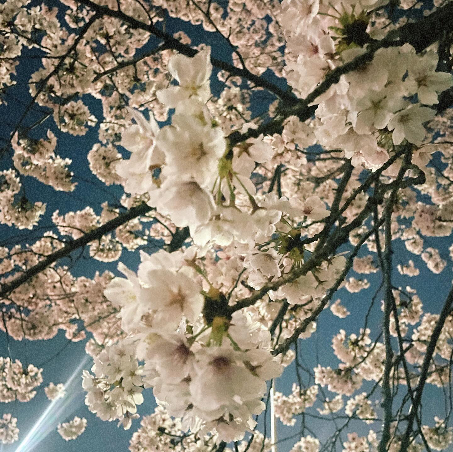🌸금주가 진짜 #벚꽃엔딩,,!
여의도는 사람이 너무 많고,,
진짜 #벚꽃명소 에서 
인생샷 찍고 싶다 하는 사람은
요기로모여라아아,,,!

📌양평 갈산공원(1-5pic)
경기 양평군 양평읍 양평체육공원길 24

📌황새울공원(6-7pic)
경기 성남시 분당구 황새울로 287