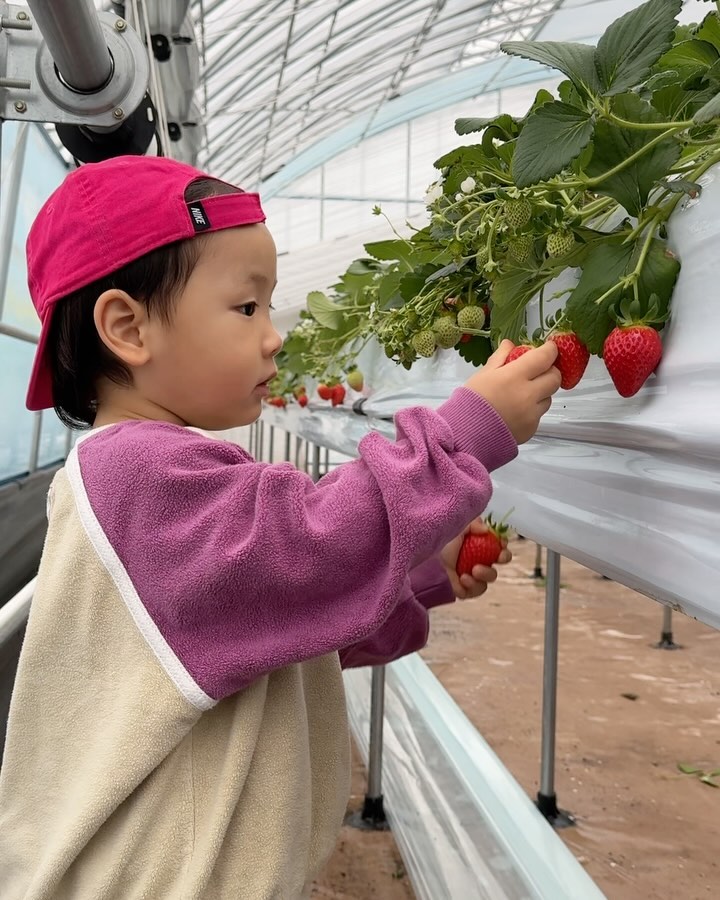 #시우기1000일기념여행📝
.
시욱 첫 딸기수확🍓🍓🍓
똑똑잘따서 체험이 너무빨리 끝나버렸네…
따는거 십분컷 먹는거 십분컷ㅋㅋㅋㅋㅋ
근데 딸기가 진짜 너무너무너무달고맛있더라구요
응골딸기가 보인다면 사세요 진짜 달아요❤️
.
#속초 #응골딸기 #아기랑여행