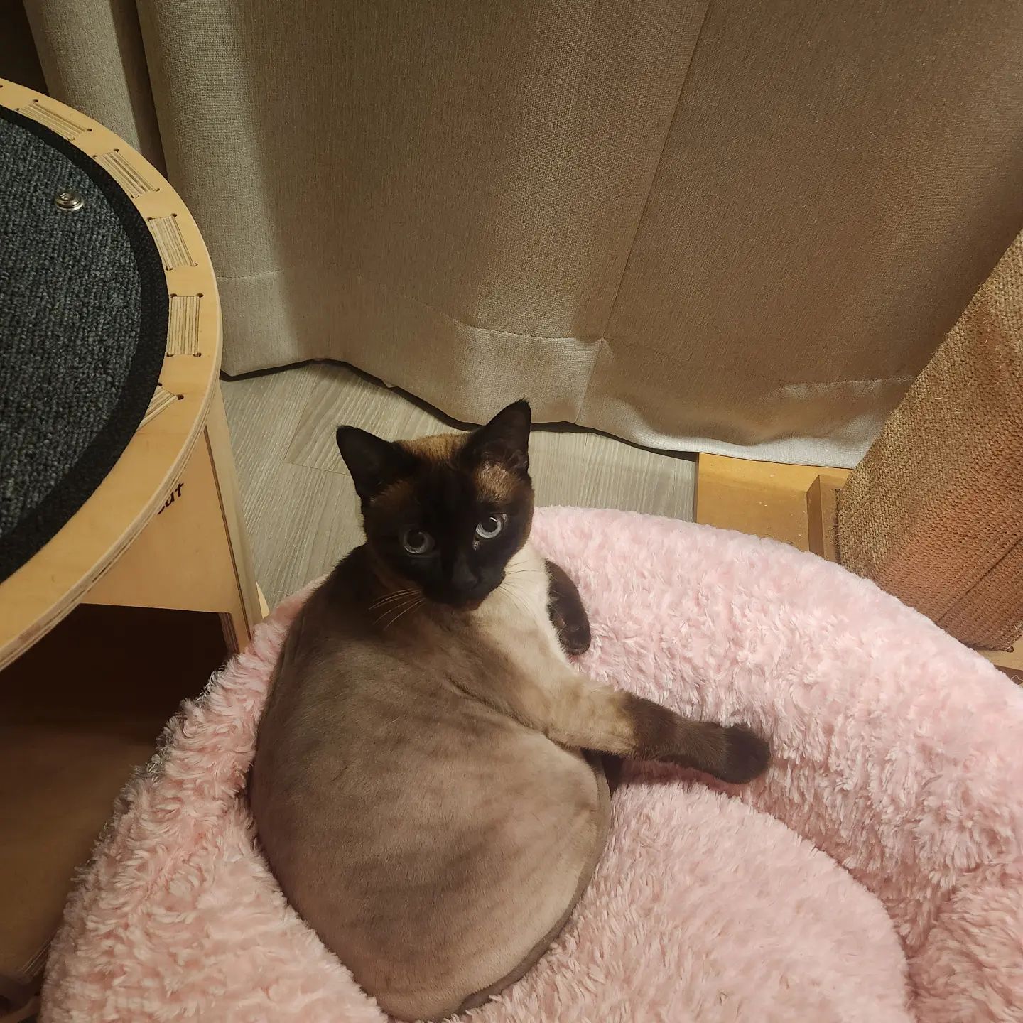 토로
.
.
#고양이 #고양이의하루 #고양이그램 #샴고양이 #랜선집사 #랜선이모 #고양이자랑 #토로 #토미 #토로미냥 #catstagram #แมว #cat #siamesecatcat #그루밍그램 #좋아요 #그루밍 #꾹꾹이#고양이간식 #집사 #집사의하루 #고양이일기#귀여운고양이#고양이영양제#캣그라이스