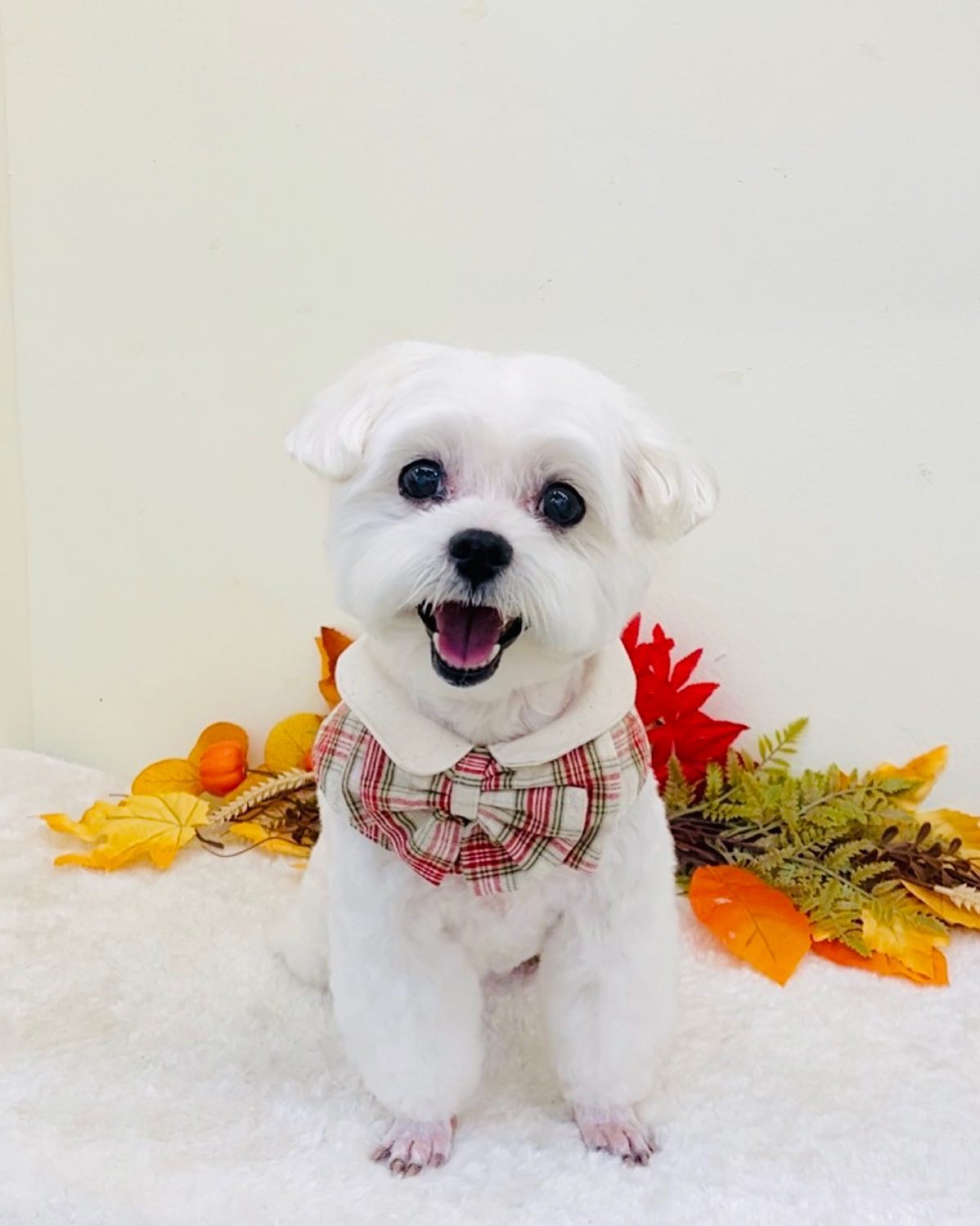 꺄륵 누가 너를 할모이로 보겠어💛