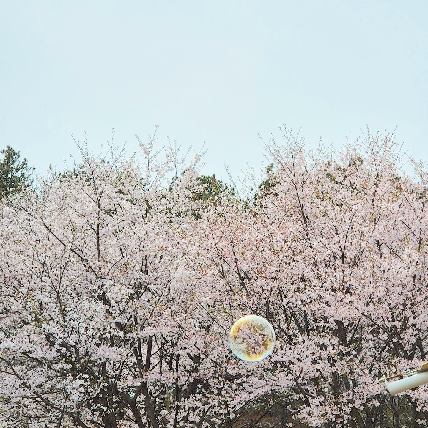 4월의 서진 🌸
