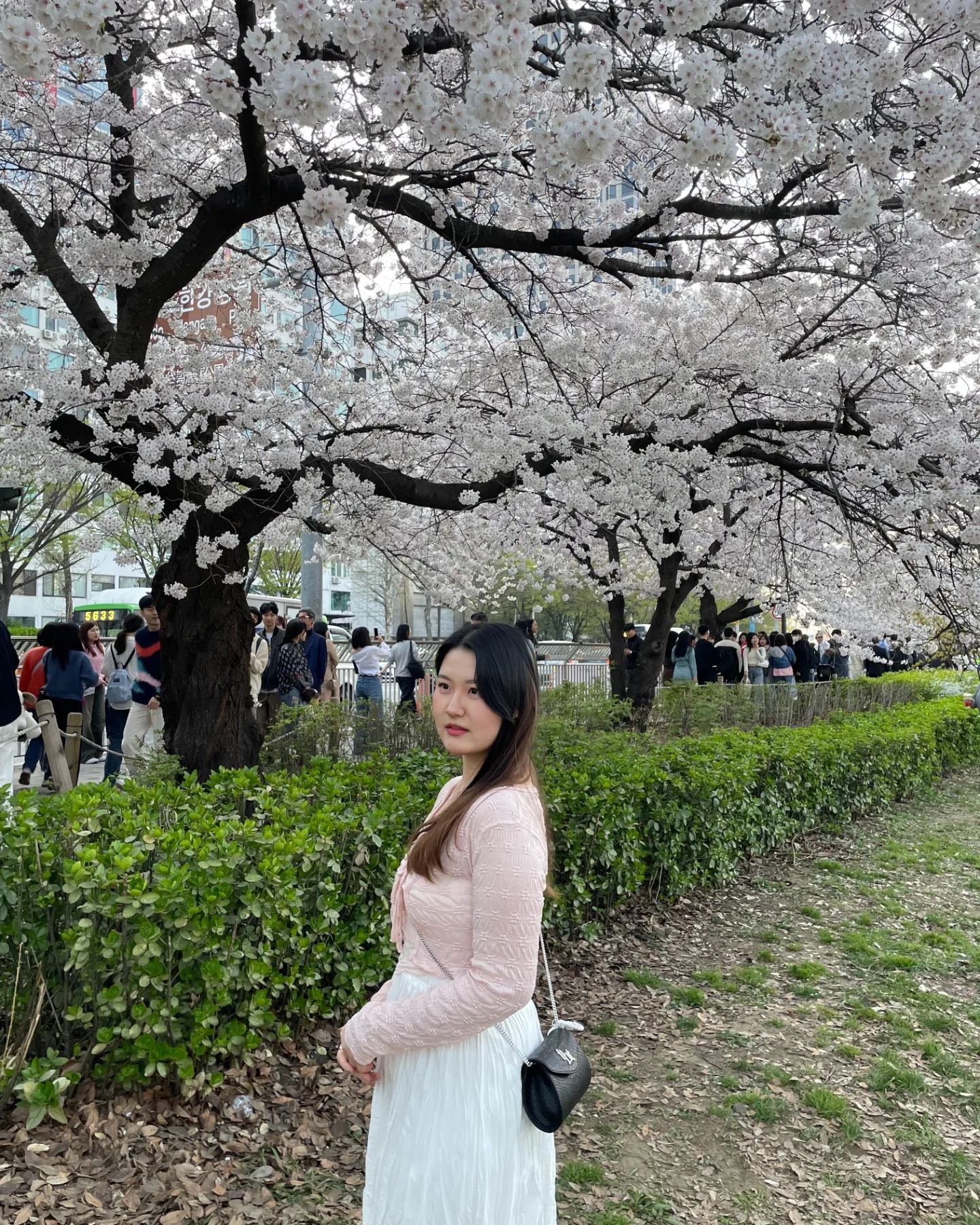 🌸🌸🌸