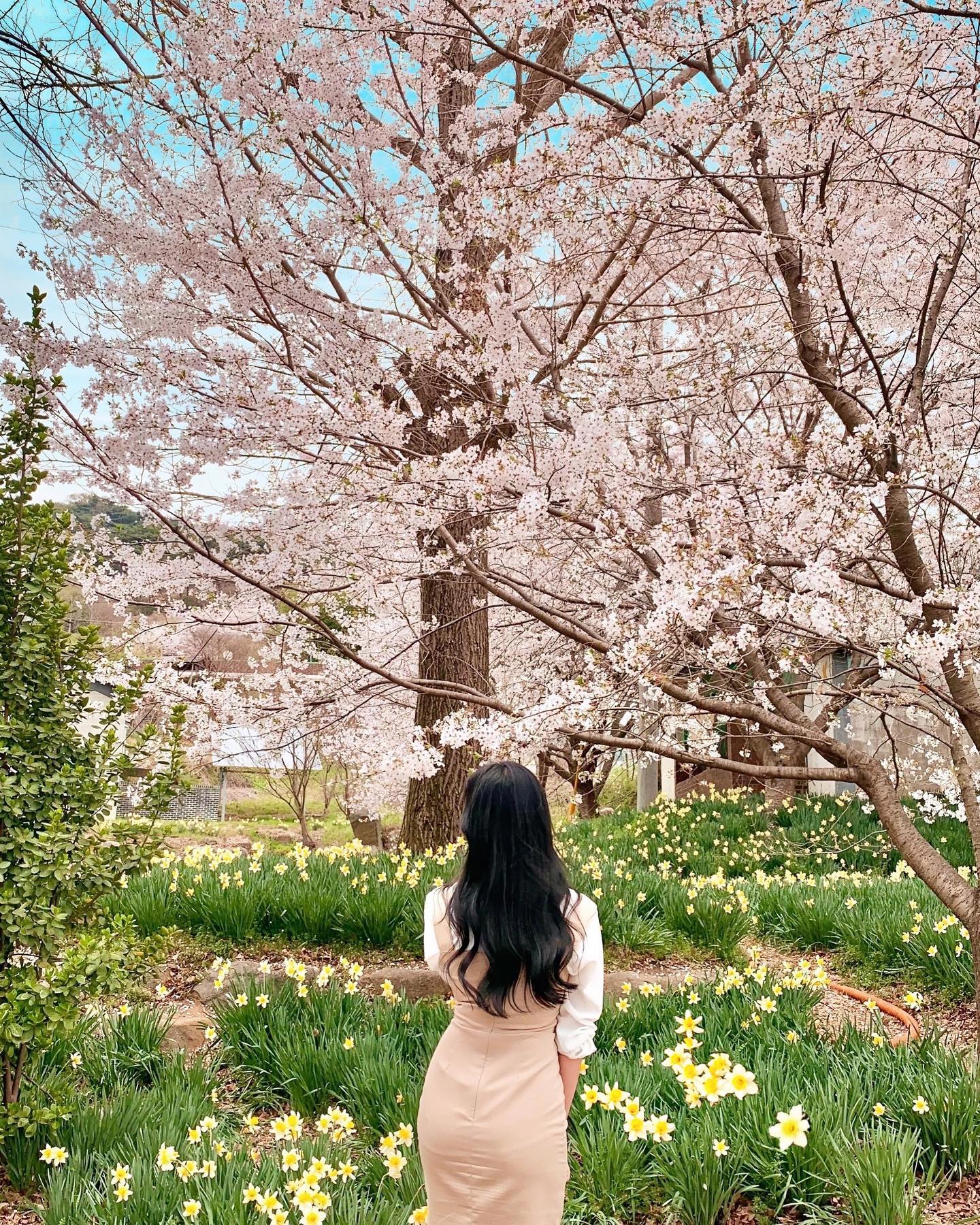 우체국 가는길에 벚꽃놀이🌸💕