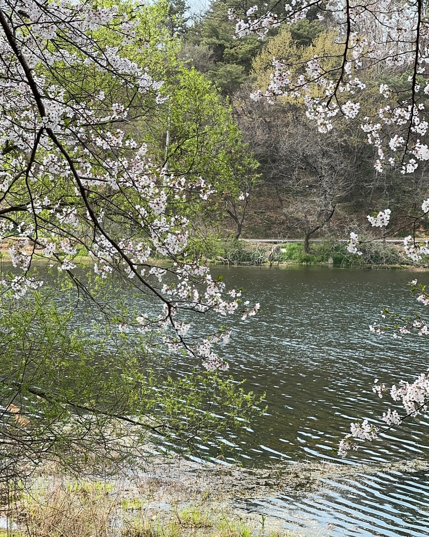 봄이당