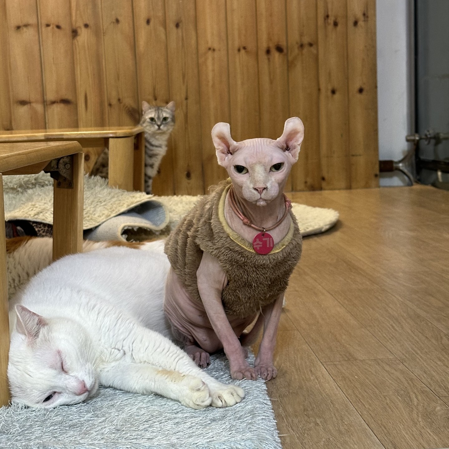 #협찬
고양이 마을 '집사의 하루 강남점'🐱

30마리의 유기묘들과 함꼐 오순도순 데이트하고 싶다면
당장 '집사의 하루 강남점'으로 고고!!

✅(사)한국유기묘보호협회 대표로 계시며
버려지고 학대당한 냥이들을 구조하여 돌보고
계시는데요. 아이들이 굉장히 애교도 많고,
활발해서 오래오래 있고 싶었어요!

✅강남역과 신논현역에서 가까운 거리에
있어 대중교통 이용하셔서 도보로 이동하기
좋았어요!

✅입장료 만원으로 방문이 기부가 되는 곳인데요!
입양도 가능하니 카운터에 문의해보세요!

✅아이들과 함께 가기 좋은 고양이 카페,
무릎에 담요를 깔고 있으면 무릎냥이들이 올라와요!

✅매번 똑같은 데이트가 지겹다면, 집사의 하루를
추천합니다!! 냥이들과 함께 일일 냥집사가
되어보세요!

📍서울 강남구 봉은사로4길 32 3층
(와이파이, 남/녀 화장실 구분, 단체 이용가능)
⏰ 매일 12:00~22:00
📞 0507-1417-7999

#서울고양이카페 #강남고양이카페 #서울이색데이트 #서울고양이 #서울놀거리 #강남역 #신논현역 #강남역이색데이트 #데이트추천 #서울데이트추천 #냥집사
