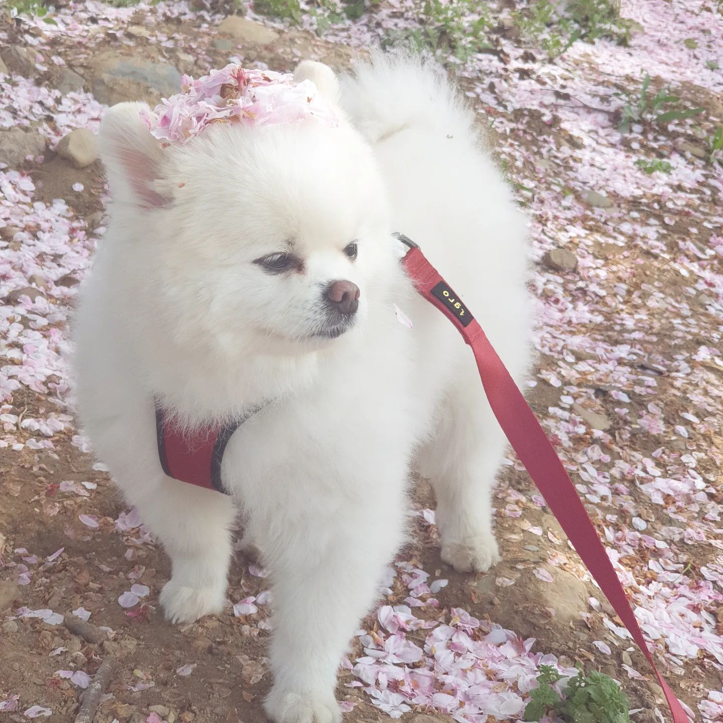 .
쿠키에오 아양교엔 벚꽃비가 내려오🌸🌸

#마지막 #🌸🌸🌸