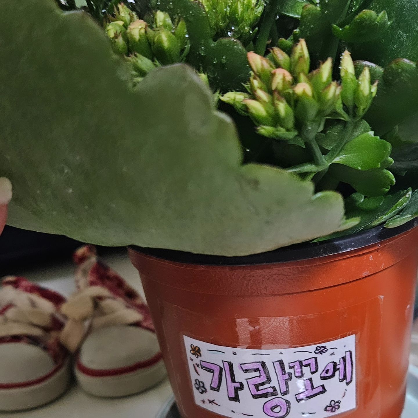 #업체로부터제공받은제품입니다 ♡
▪︎메모롤테이프!포스트잇테이프! 네임 끄적 끄적 ▪︎
🌸 가랑꼬에 이름이 이뻐서 적어 봤어요! 🌸

마스킹테이프인데 절취선이있어서 편하고
포스트잇 처럼 편리하게 메모 할 수 있어서 좋았어요

#메모롤테이프 #포스트잇테이프 #지오아이앤티 #지오테이프 #롤접착메모지 #메모롤 #롤포스티잇 #메모텍 #종이테이프 #테이프제작  #인쇄테이프 #화분네임 #다이어리꾸미기 #다꾸 #다꾸용품 #다꾸아이템 #메모지 #떡메모지 #다꾸마테 #다꾸테이프 #가랑꼬에 #꽃화분