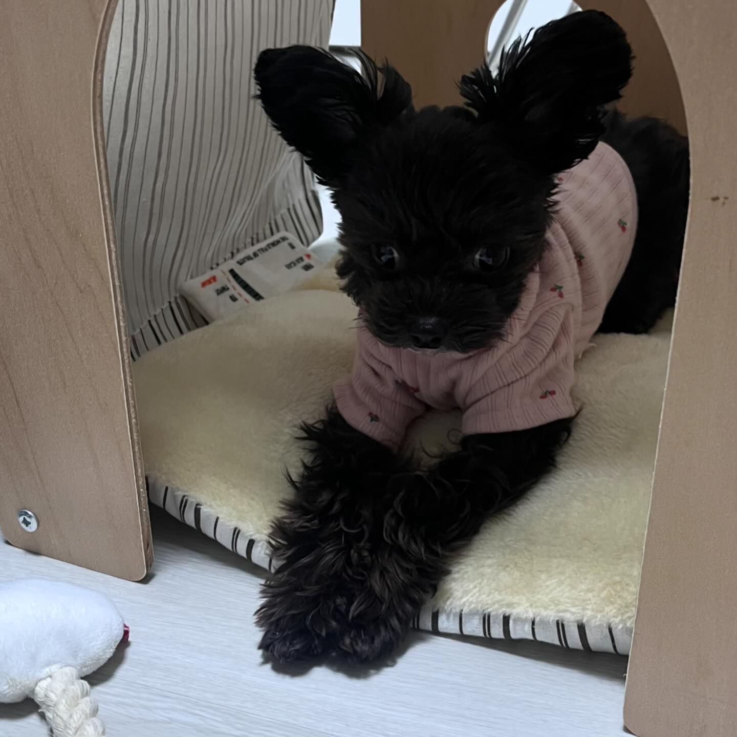 토끼 vs 땅콩