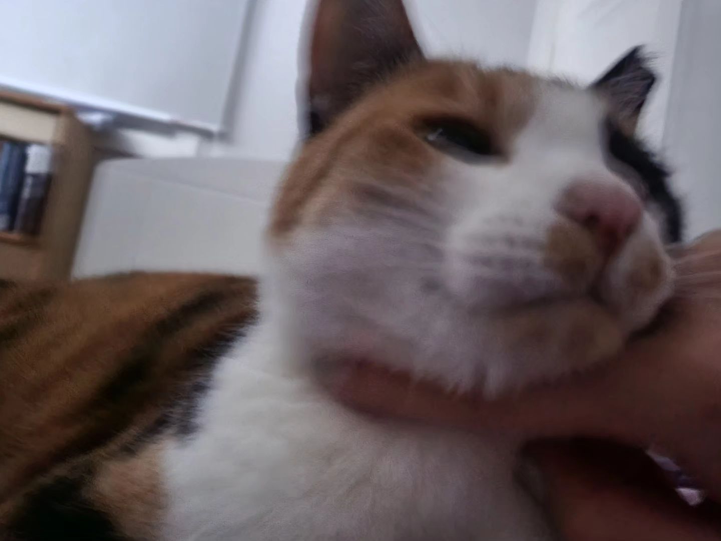 🐈우리 800일지남🐈