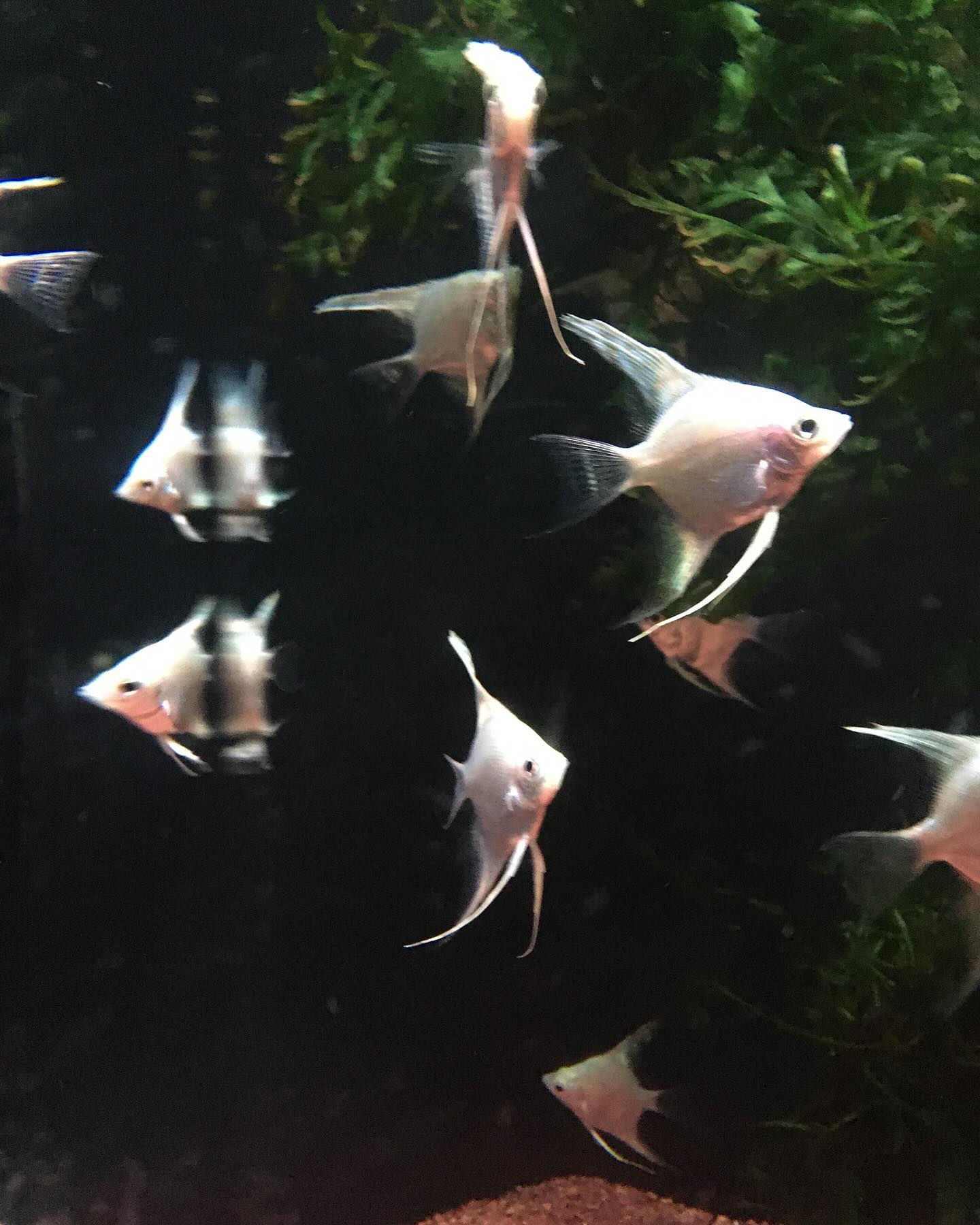 🦈