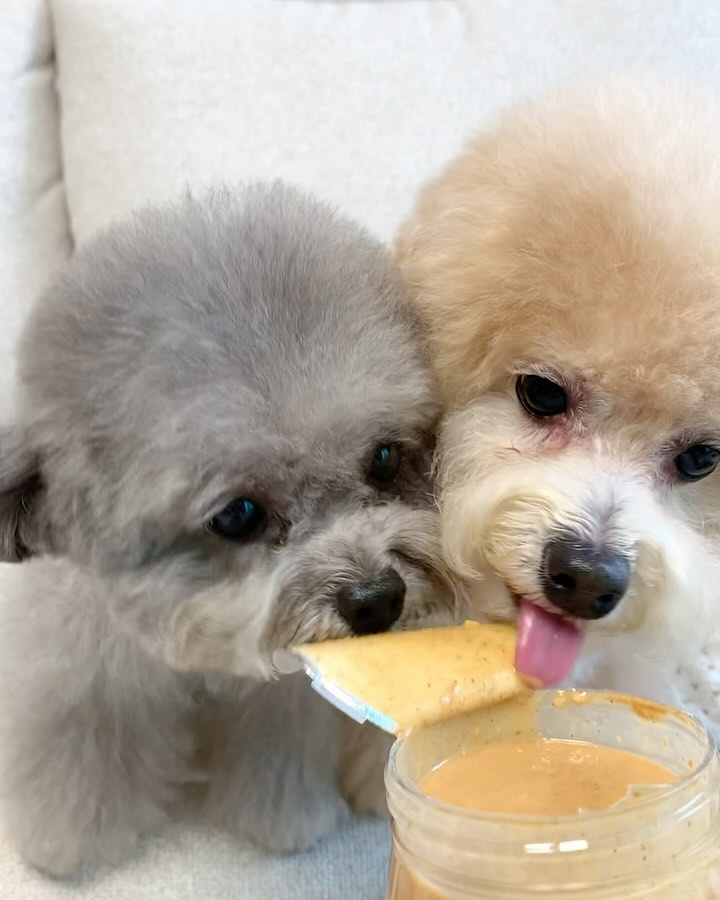 짠!!! 우리꼬야!!! 🐻🐭❤️‍🔥
새거 뜯자마자 달려드는 우리집 촉새들이
찐으로 사랑하는 마성의 땅콩버터🥜💛

사과에 땅콩버터 조합 모르시는분 없죠??
+그릭요거트 그래놀라 조합 말모..🌝
제 고정 아침 메뉴인데 한입씩 꼭 뺏기거든요ㅋㅋㅋㅋ
애들이랑 같이 먹는 간식 넘 좋고요...💛
첨가물 제로! 100% 땅콩버터라 가능한것ㅋ
nutsabout_korea 

#설거지요정 #먹깨비꾸꾸 #엄마껀다우리꺼 #먹방전문강아지 #nutsabout #넛츠어바웃 #피넛버터 #땅콩버터
#땅콩버터100 #강아지간식 #강아지수제간식