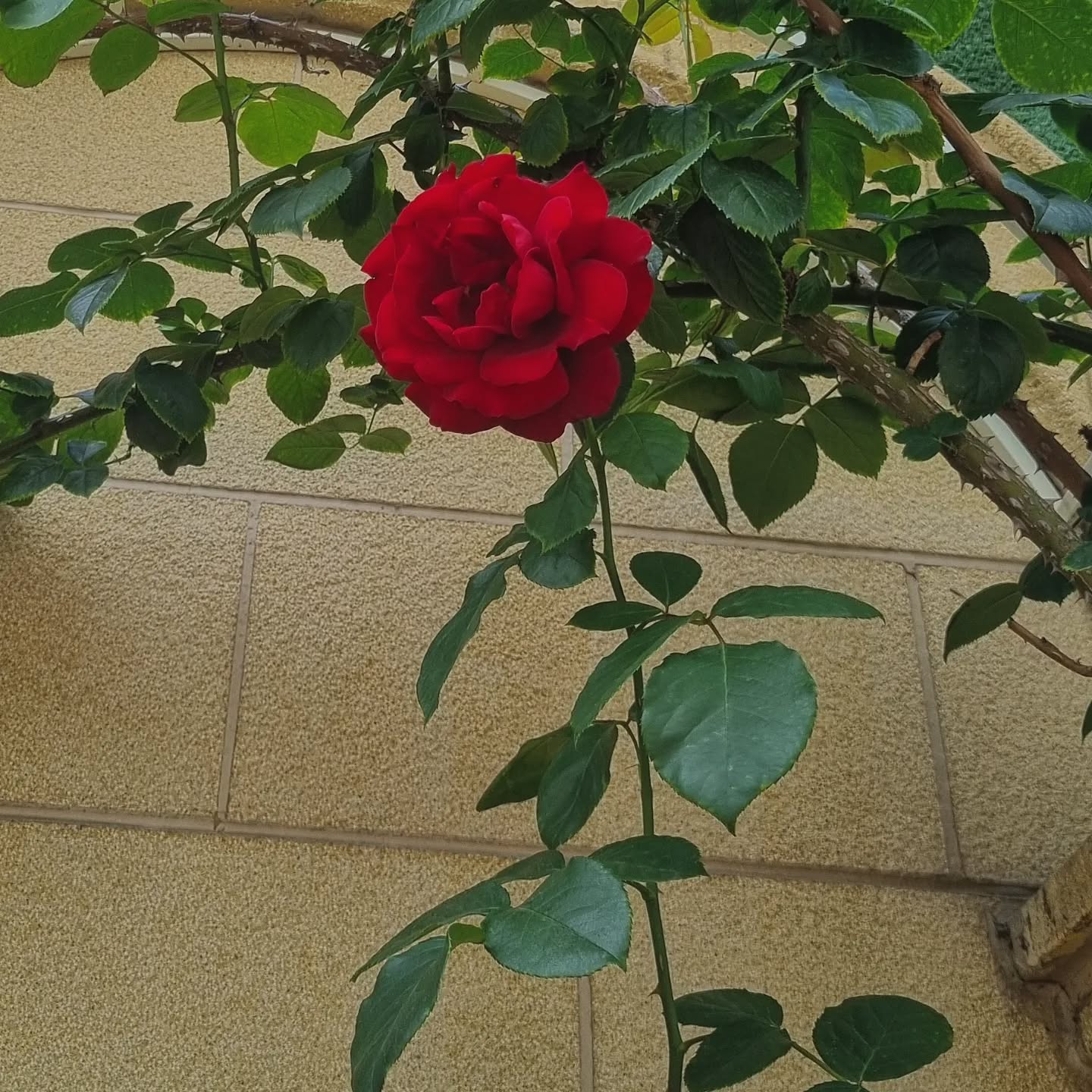🥀