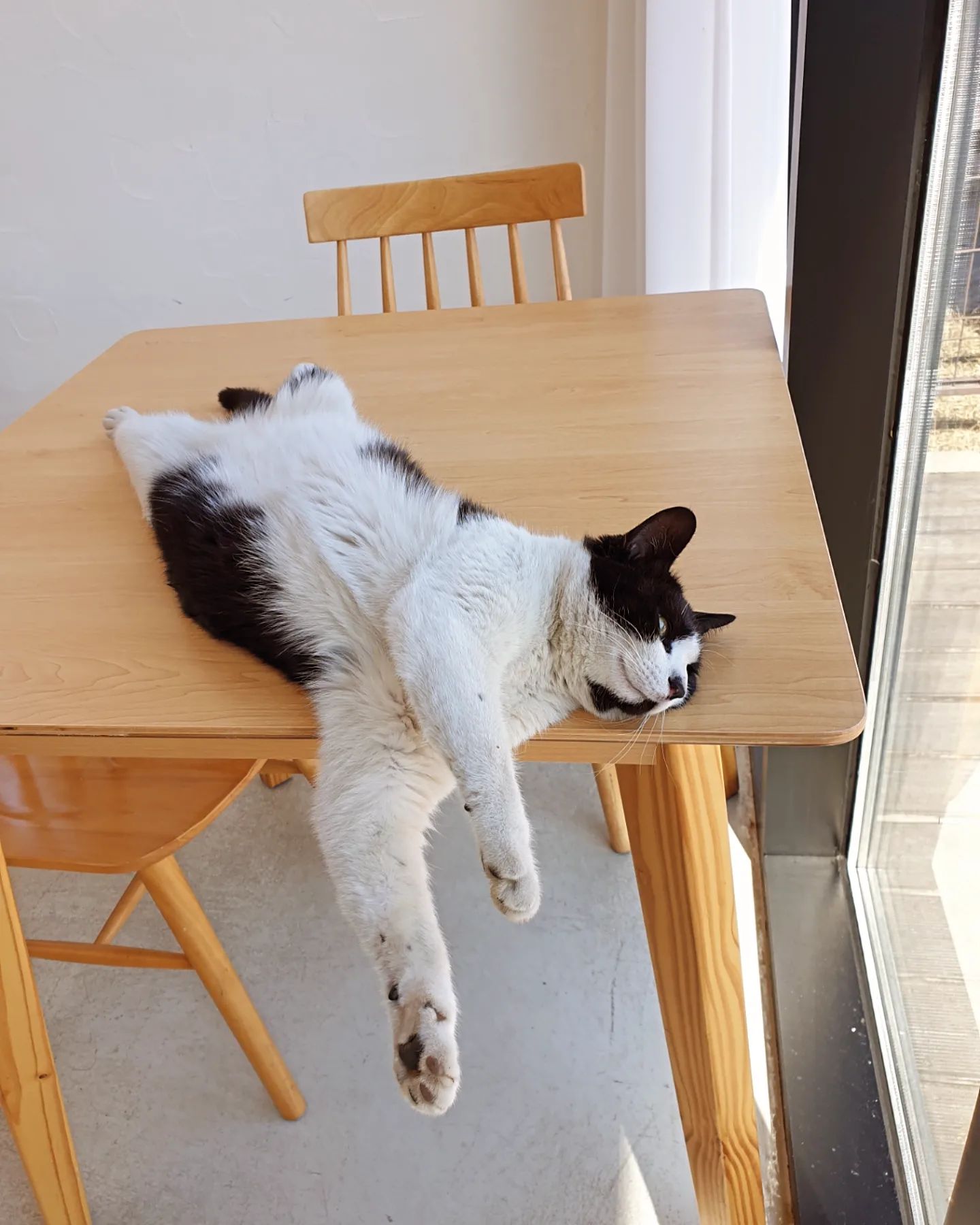 카페에서 키우는 양이 너무귀요미네😻😻
균형감이 좋은 녀석👍

#자부타임☕️ #졸귀탱고양이😻#cafenote