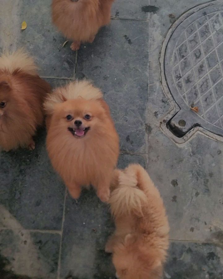 🐶