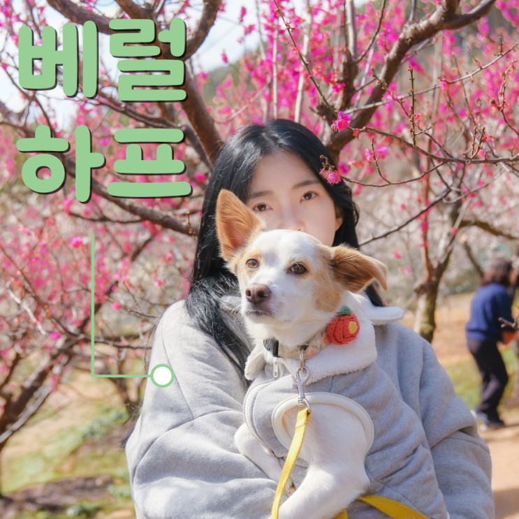 베럴하프 중,대형견 옷 커플룩 펫밀리룩 쇼핑몰 추천