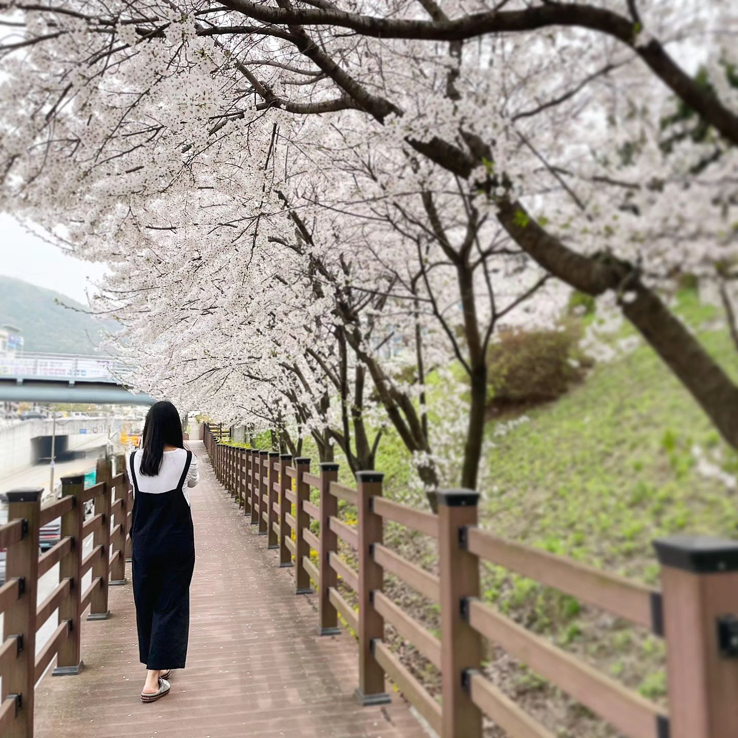 매년 보는건데 그게 뭐라고 🌸 

오늘 🏊‍♀️ 1500m 장거리 뛰고
주린배에 아아로 달래며 꽃구경을 했다.

19년 5월에 시작한 나의 수영은
중간에 코로나 1년 빠지면 4년 차가 되나보다.
내가 유일하게 꾸준히 하는거
그래도 뭐하나 하는게 있긴함! (🫣)

30대 후반에 사십춘기 오셨는지
이제와서 자아를 돌아보는건지 어쩐건지
요 몇 달 생각이 많아진다.

#사십춘기