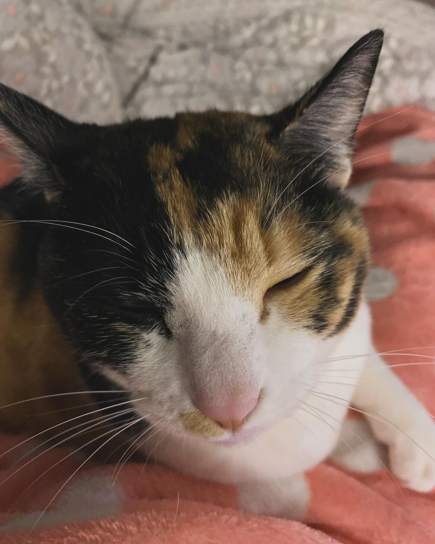 🐱
더 놀고 싶어~~~
내 주말 돌려줘ㅠ