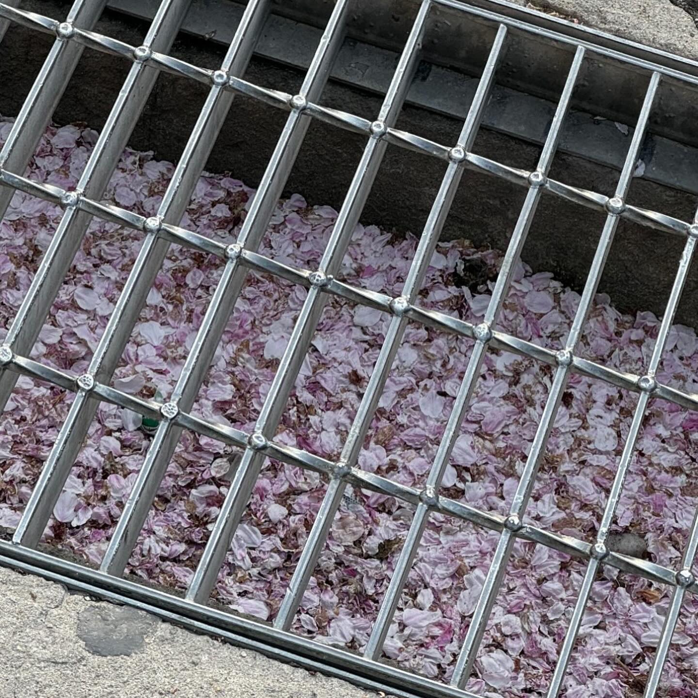 🌸 지고, 피고- 의 4월 🌿 ( 분홍에서 초록으로 ! )