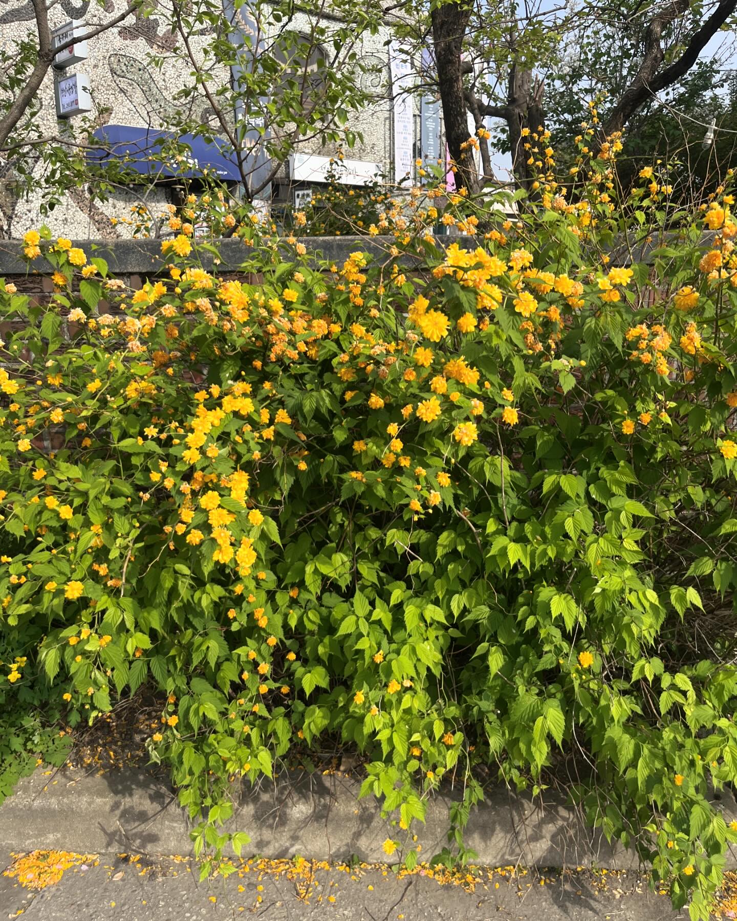 봄 제대로 즐기기 🌼🍃🪴