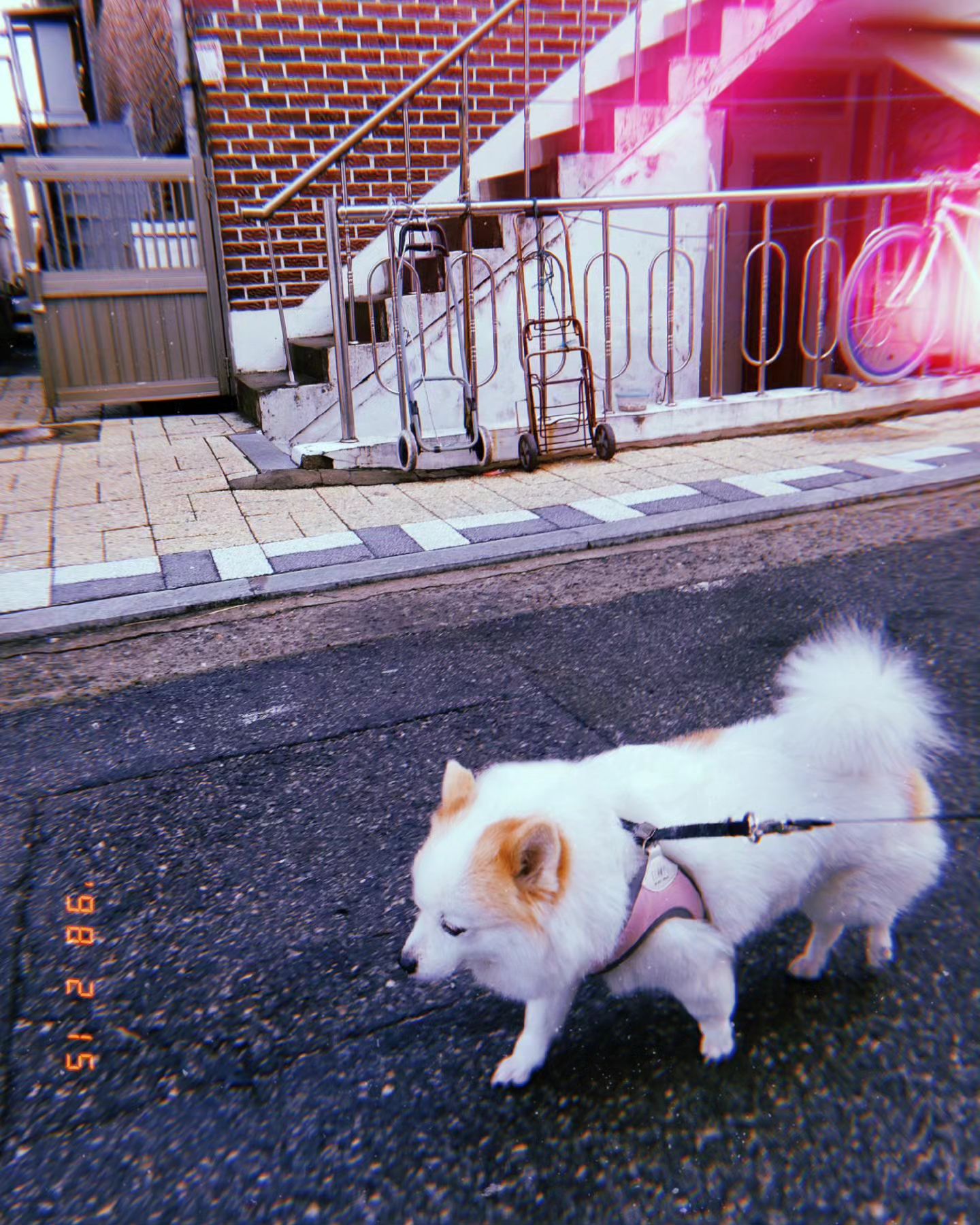#240215 #눈비그쳤으니 #산책해야지 #맑아졌으니 #강아지 #바리 #산책 #huji