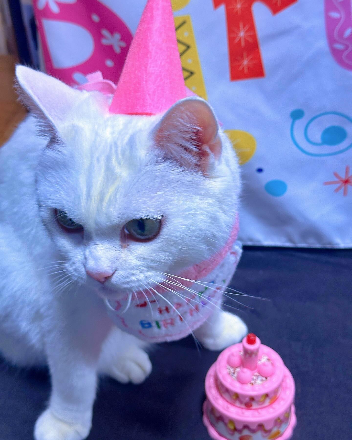 ♡̶ #HBD #크림이탄신일 
내보물 우리 막내왕쟈님 지금처럼만 건강하자 ̳͟͞͞♥
우리 크리미 엄마가 하고싶은거 갖고싶은거 다 해줄게!!!
늘 그랬듯 건강만하자 항상♥️ 너무 너무 사랑해 아가💖

⠀
⠀ 
⠀

#크림 #라떼 #크림라떼 #스코티쉬스트레이트 #뱅갈
#캣스타그램 #냥스타그램 #집사그램 #고양이일상 #고양이그램
#고양이모델 #묘델 #모델냥 #펫플루언서 #촬영문의 #虎皮 #貓咪 #bengal #cat #catstagram #instacat #catlife #貓 #猫 #ねこ #neko #맞팔 #소통

⠀

cats_of_instagram kittens_planet cats_of_world_ catsprestige petsprestige idonothaveacat.official todays_cat0 lovecatdaily malaikatkucing worldwide_meowdels sweetcatclub catloversclub