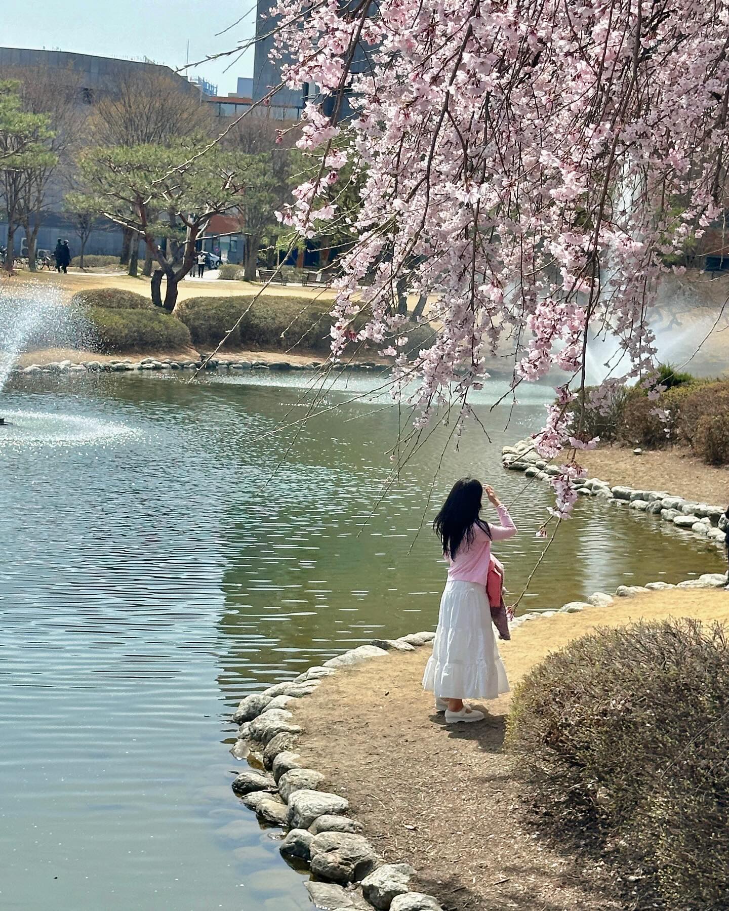 #대전벚꽃