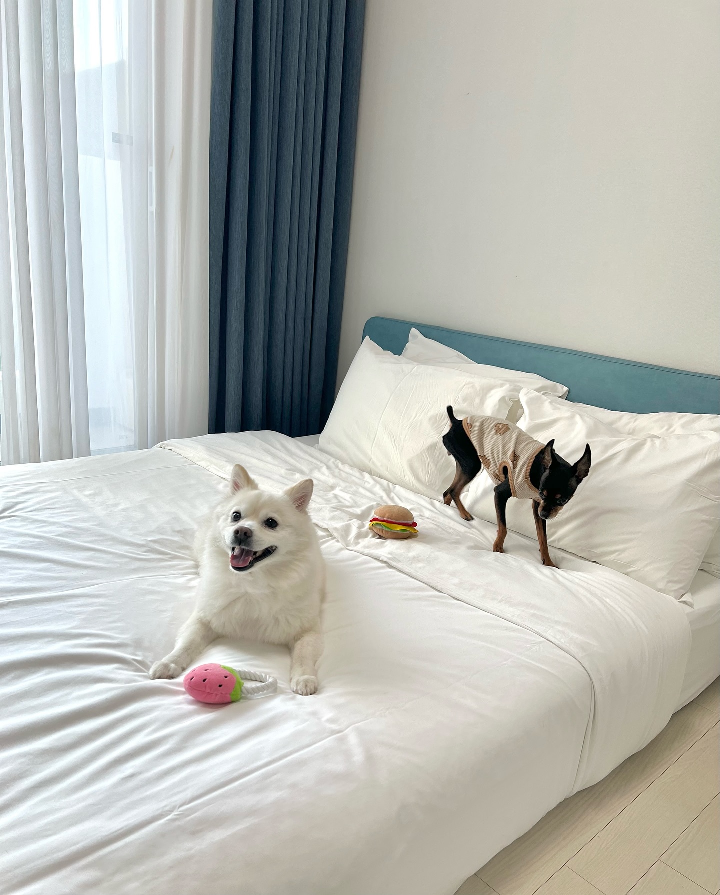 ⠀

울 할애기들과 급으로 3박4일간 바람쐬러 
#파주 또왔어요 ヽ(♡‿♡)ノ
요즘 이일저일 바쁘고 정신없어서 피드가 뜨문뜨문ㅠ

노트북 수리도 마치고 했으니 다시 열심히 교육자료를..
요즘 날이 더워그런가 모든게 왜이리 느릿해지죠..?
저만그런가요..? 그래도 교육만큼은 빠릿빠릿하려
 열심히 노력중이랍니당🫶🏻 !!

곧 엔잡러의 새로운 일감소개 기대해주세요 !!
모두들 더위조심하시고 이번주도 화이팅입니당 :)
⠀

#애견동반 #급휴가 #엔잡러지니